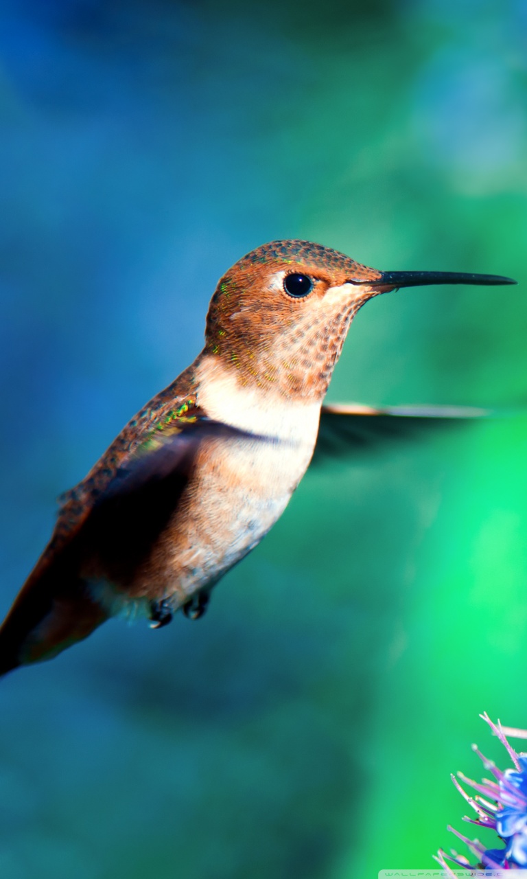 Hummingbird For Phone Wallpapers