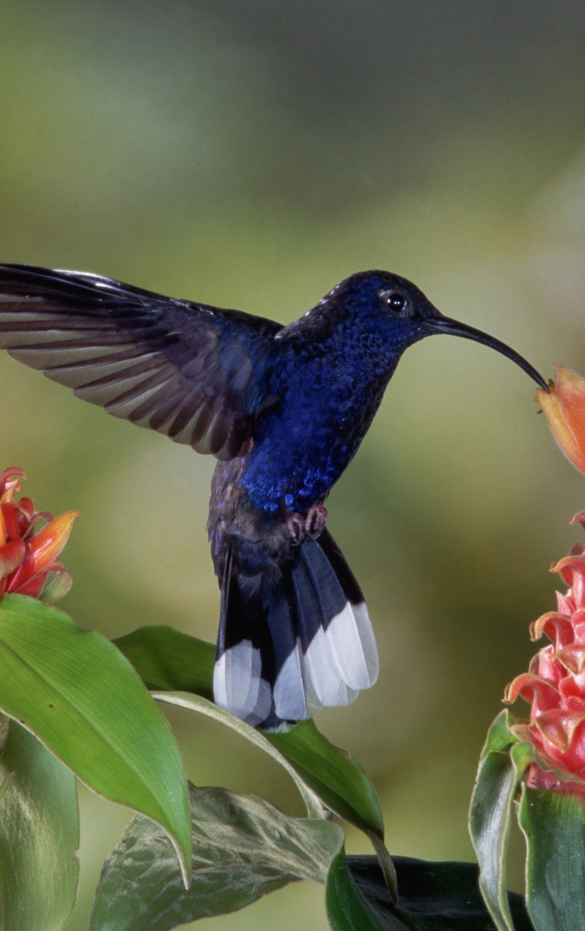 Hummingbird For Phone Wallpapers