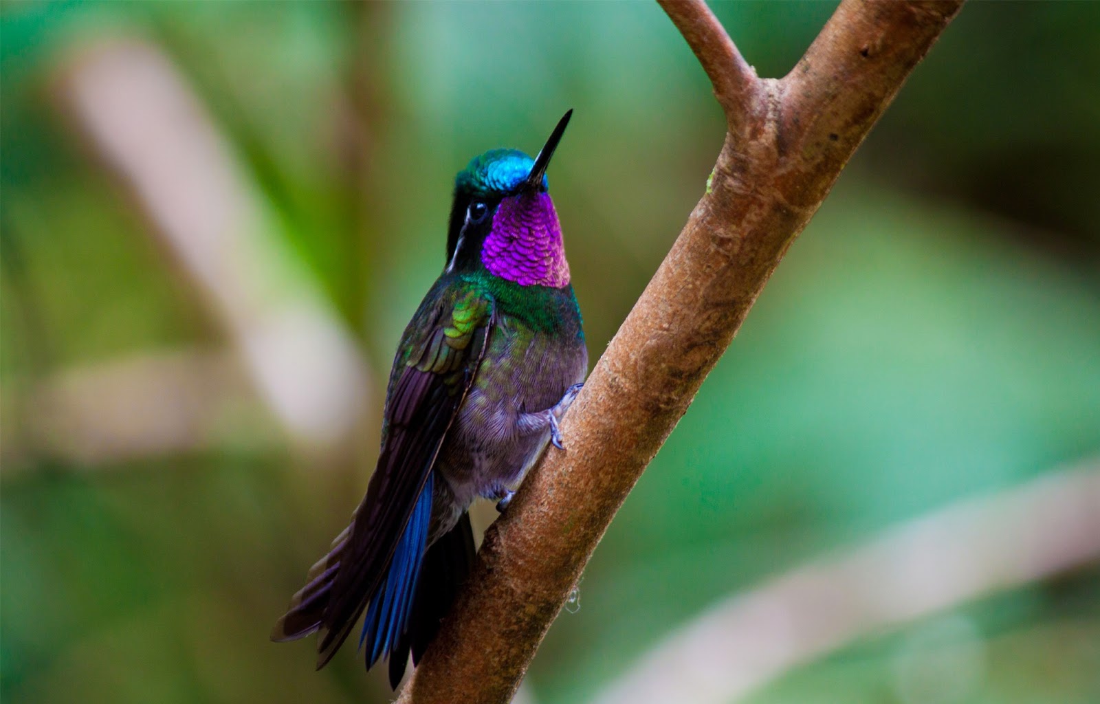 Hummingbird For Phone Wallpapers