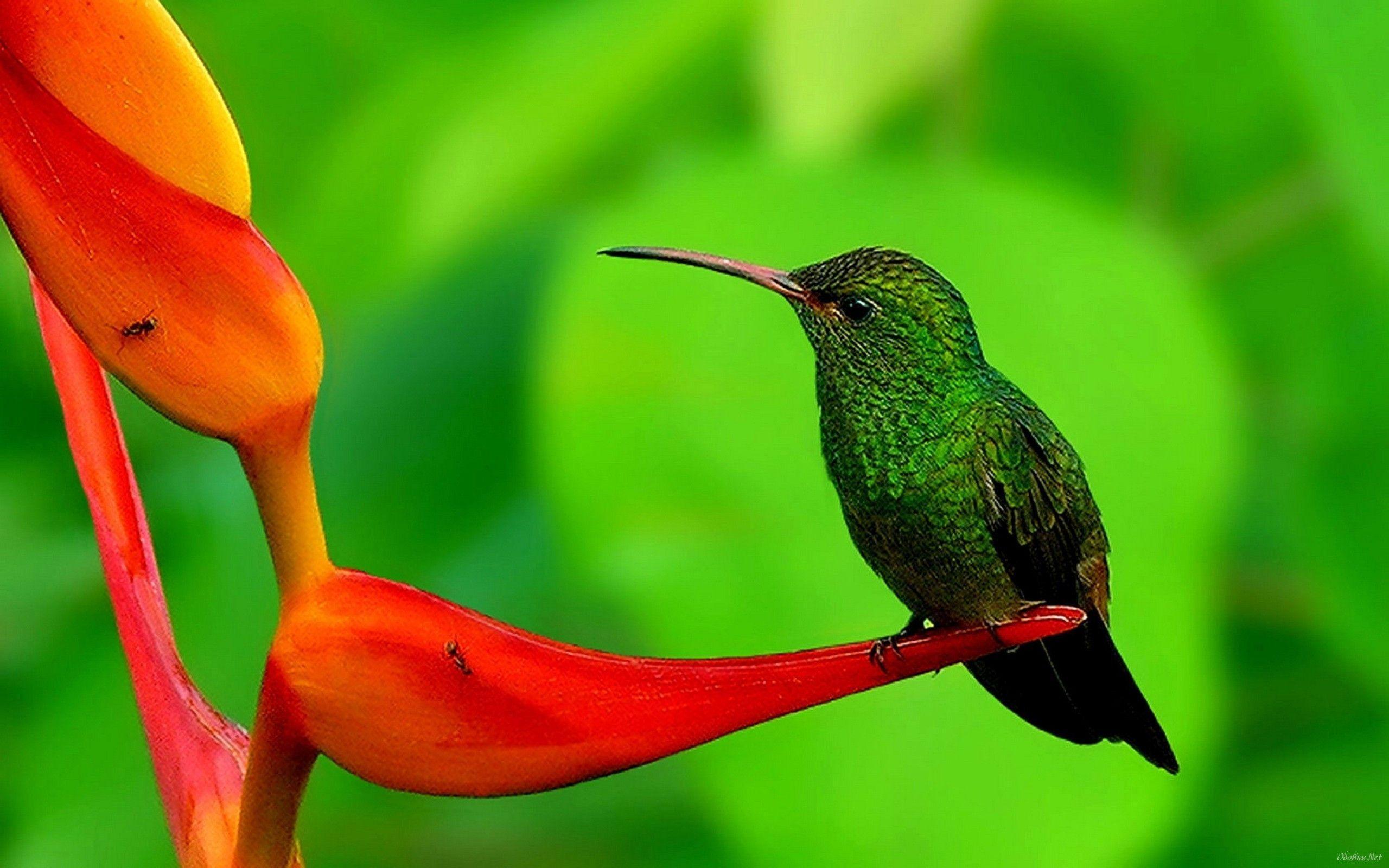 Hummingbird Wallpapers