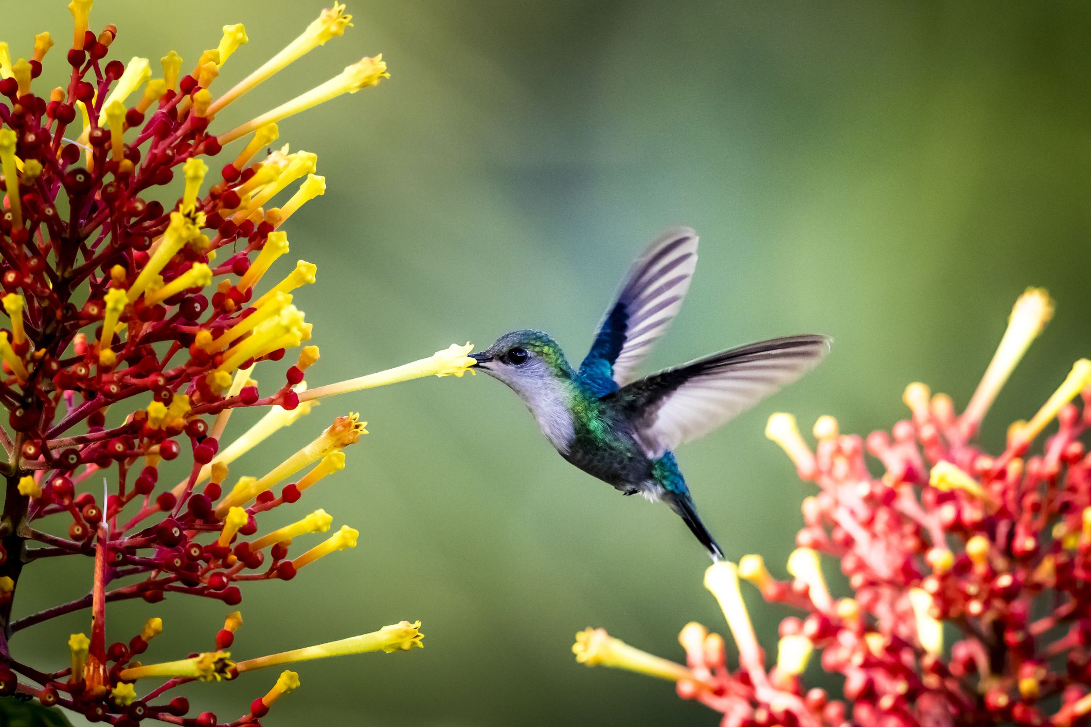 Hummingbird Wallpapers