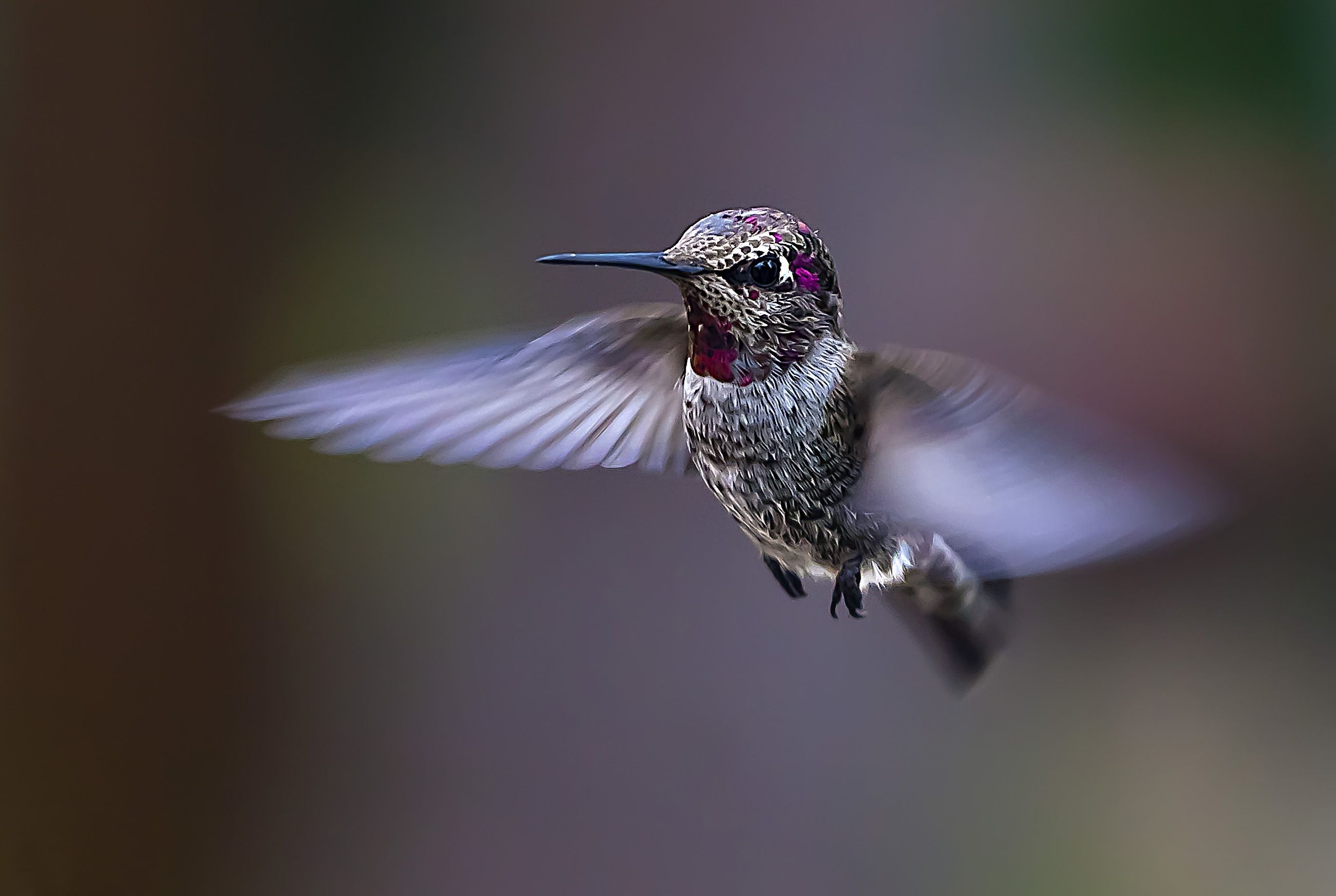 Hummingbird Wallpapers