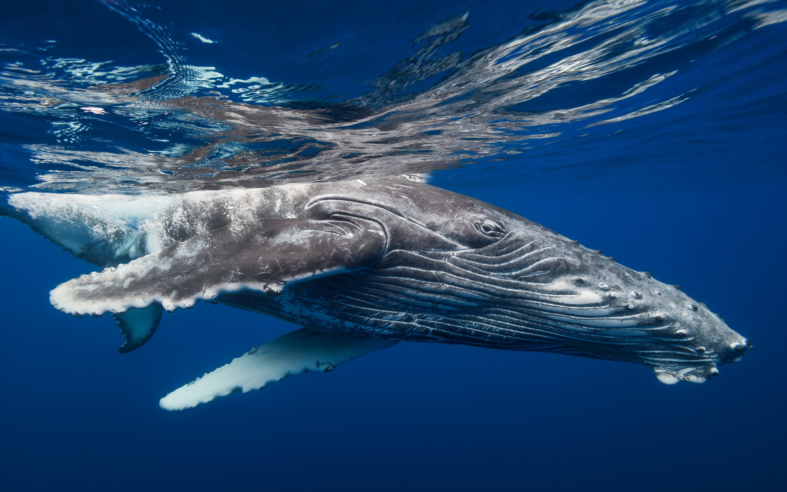 Humpback Whale Wallpapers