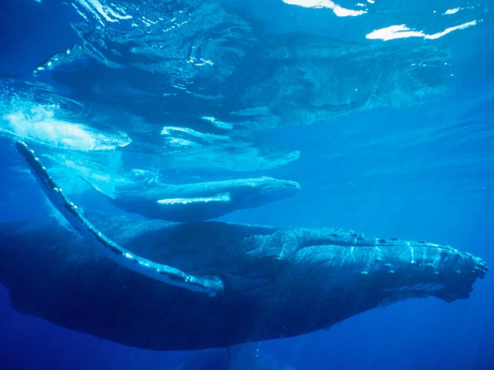 Humpback Whale Wallpapers