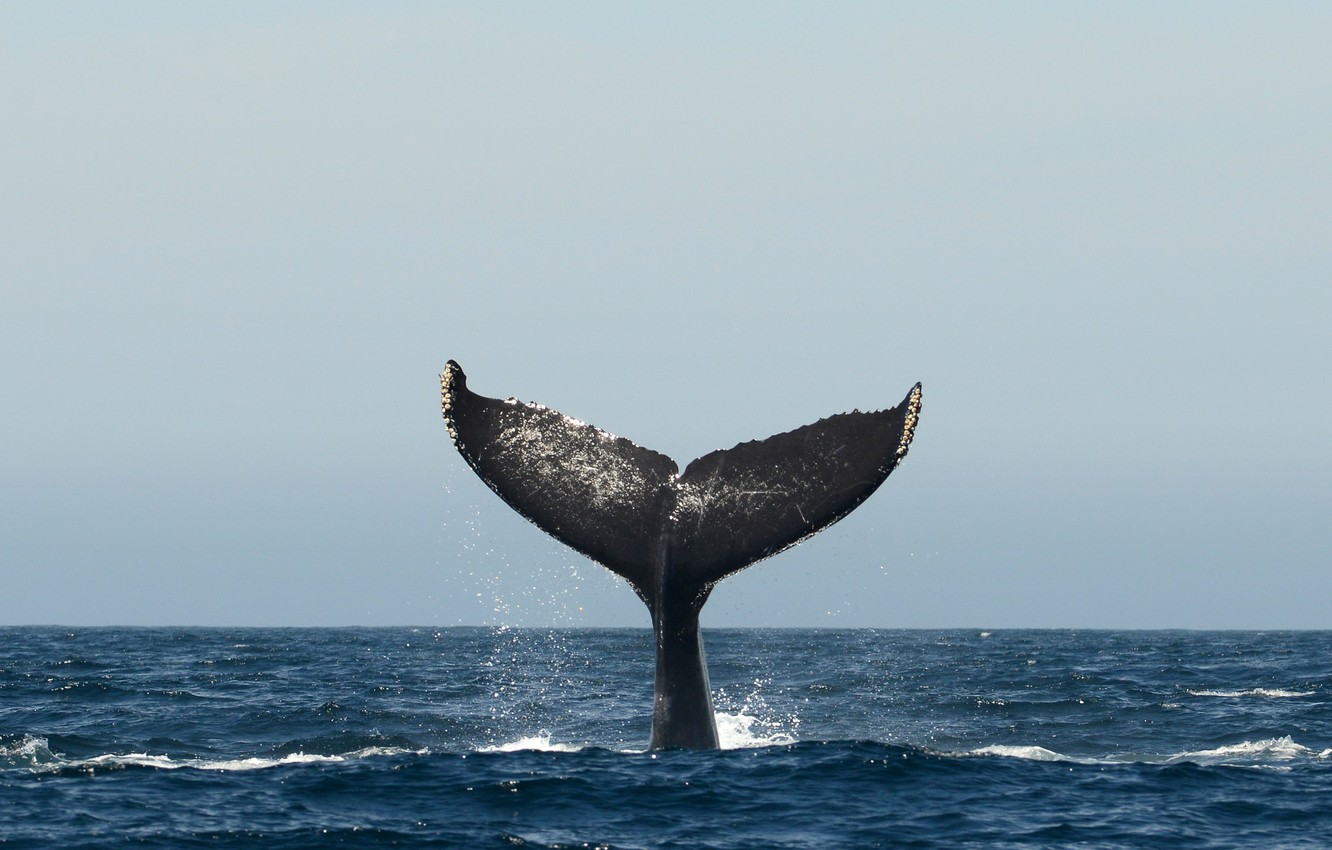 Humpback Whale Wallpapers