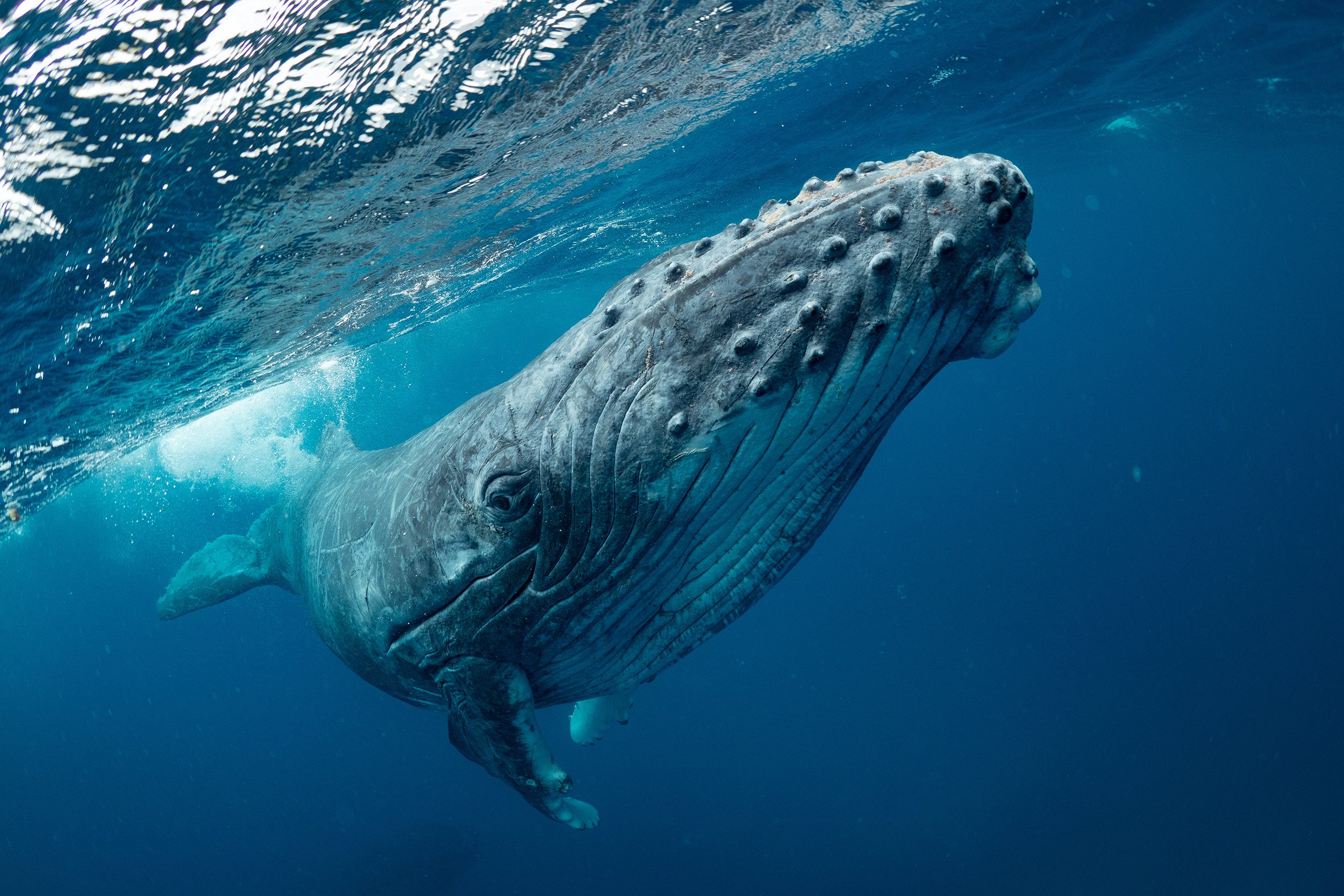 Humpback Whale Wallpapers