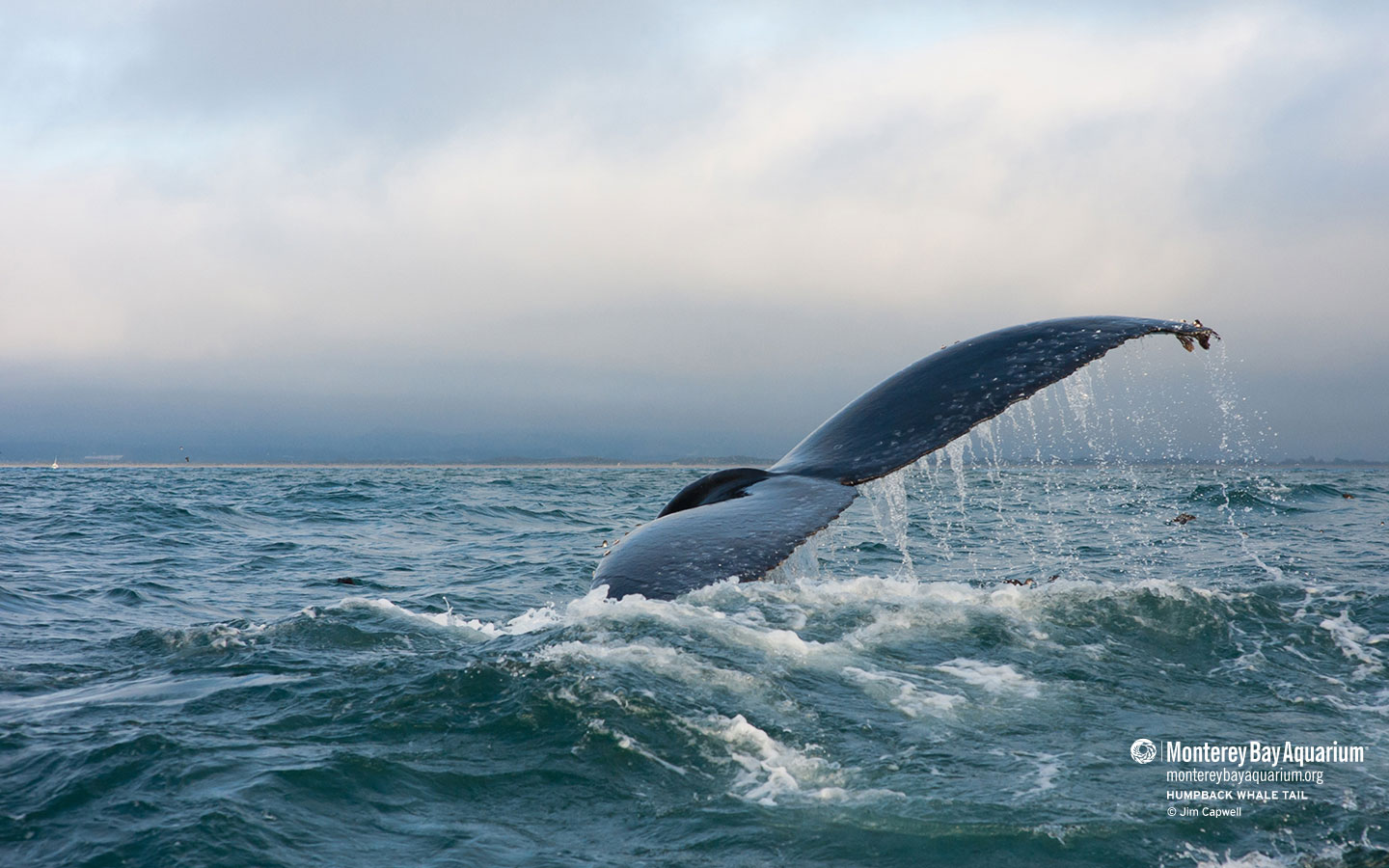 Humpback Whale Wallpapers