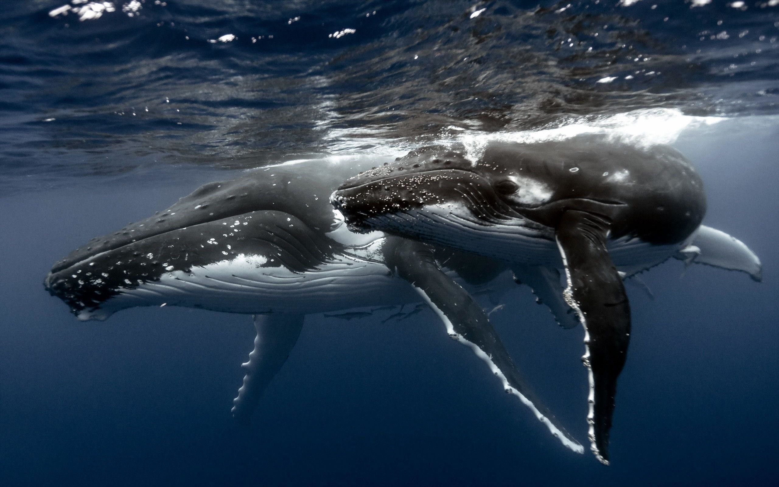 Humpback Whale Wallpapers