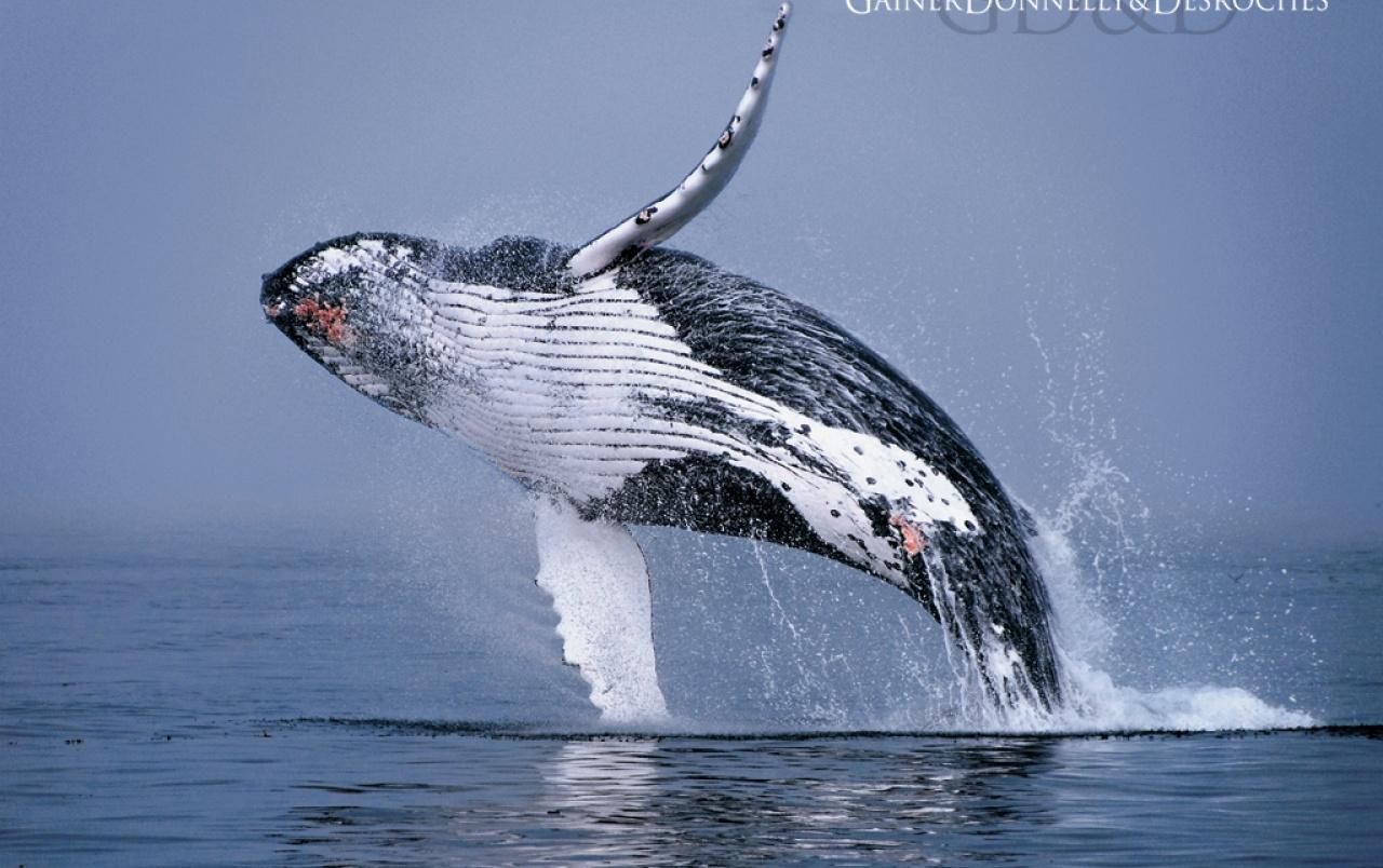 Humpback Whale Wallpapers