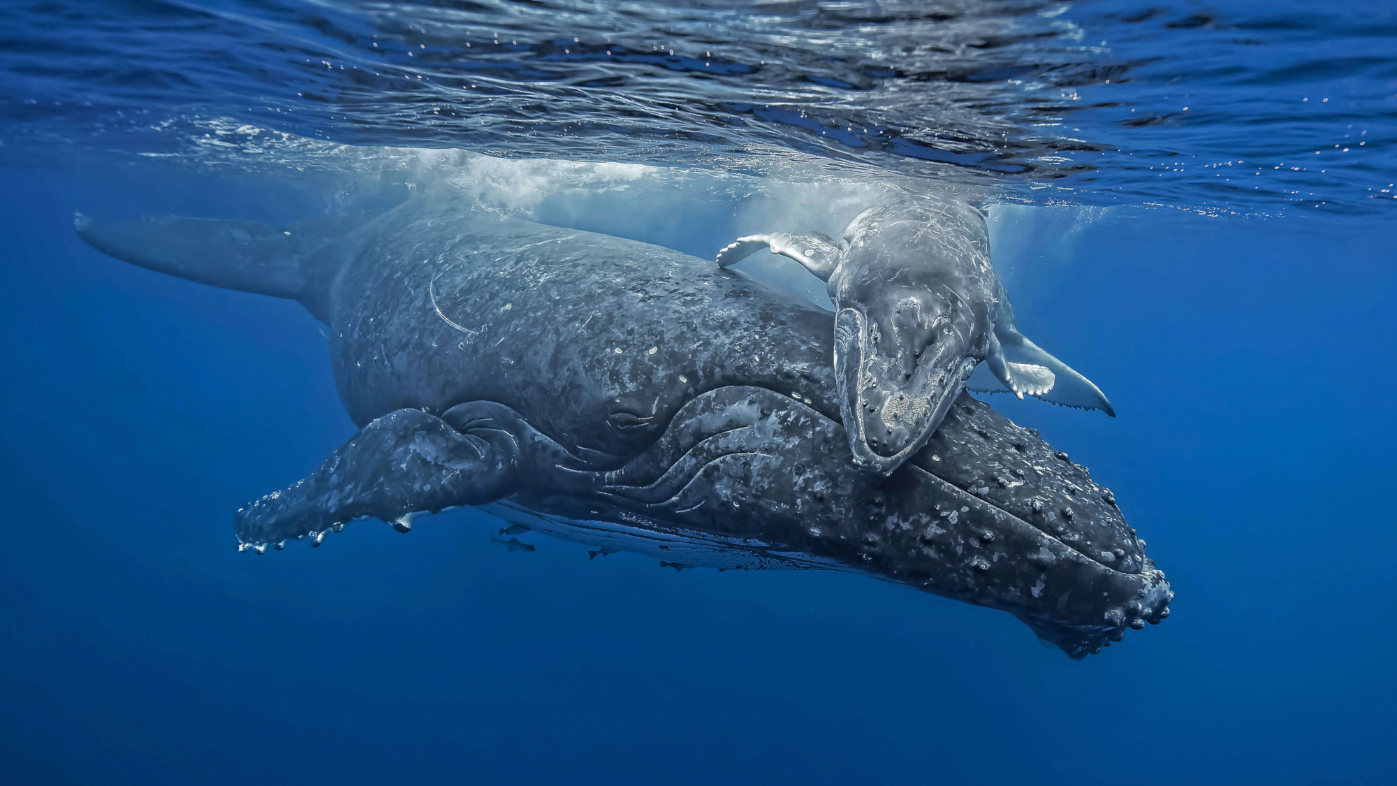 Humpback Whale Wallpapers