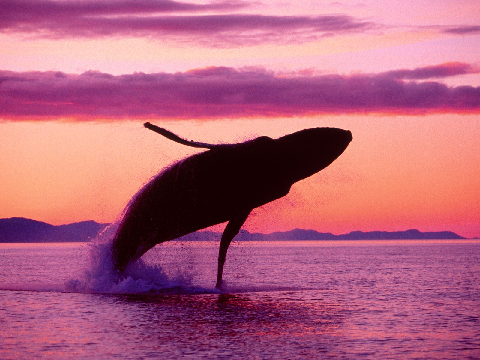 Humpback Whale Wallpapers