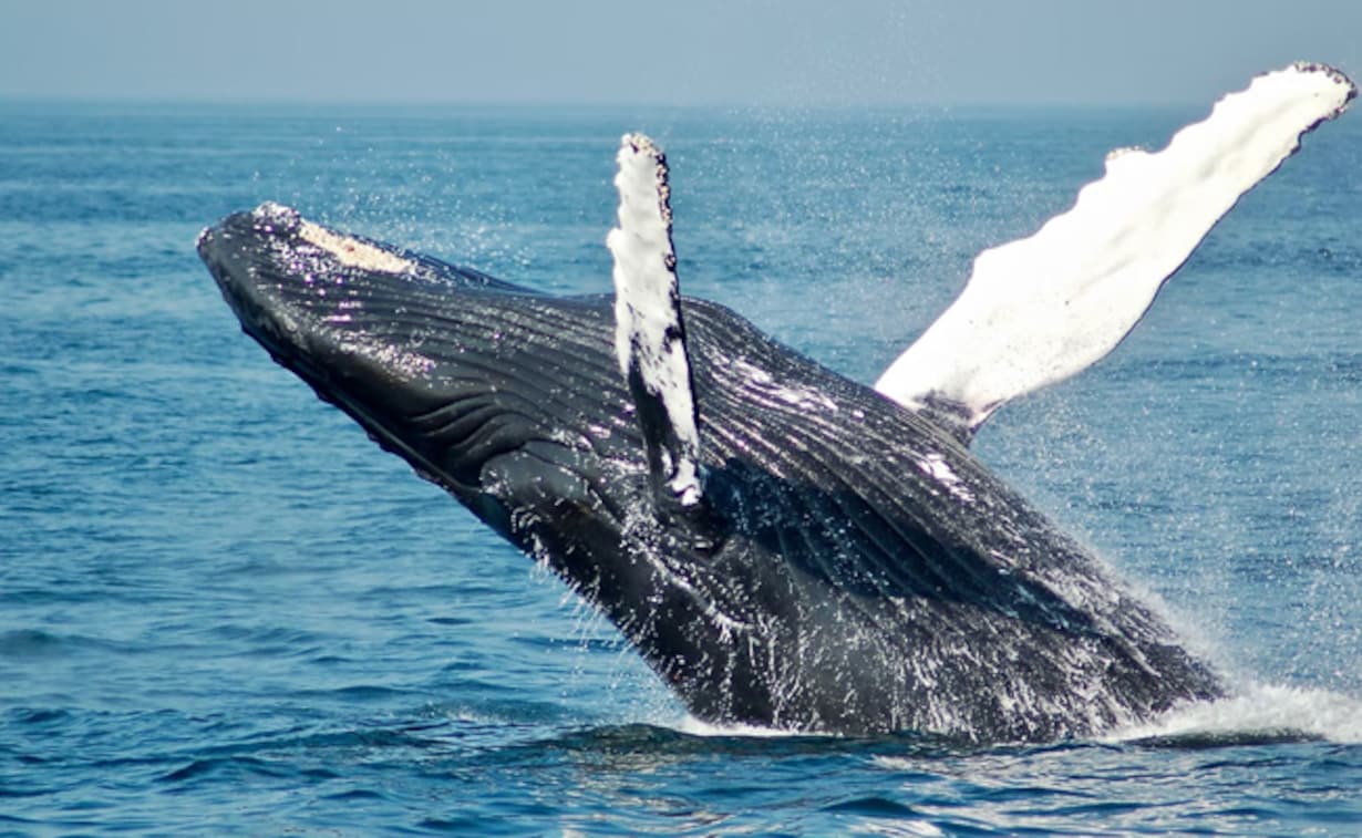 Humpback Whale Wallpapers