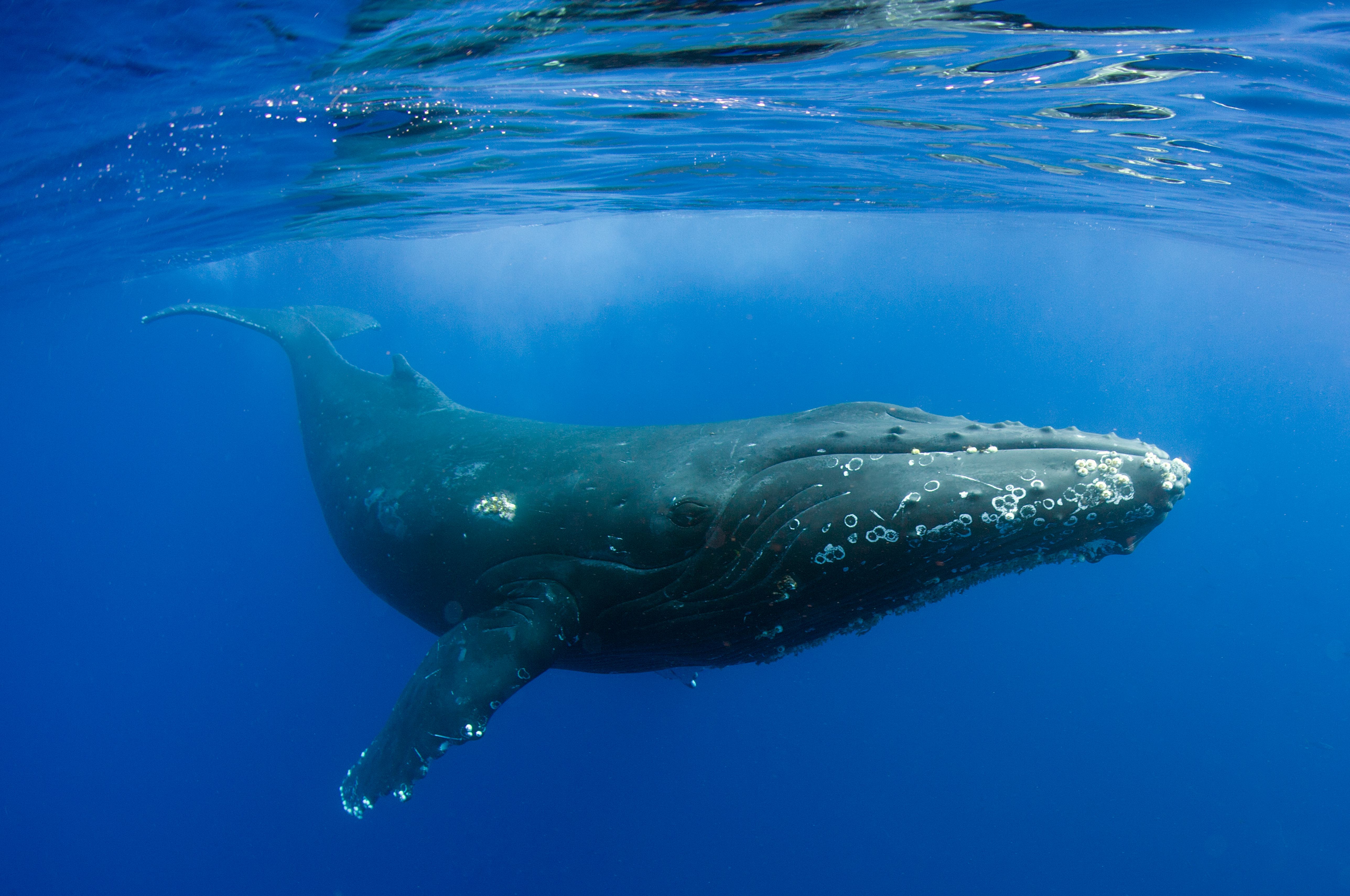 Humpback Whale Wallpapers