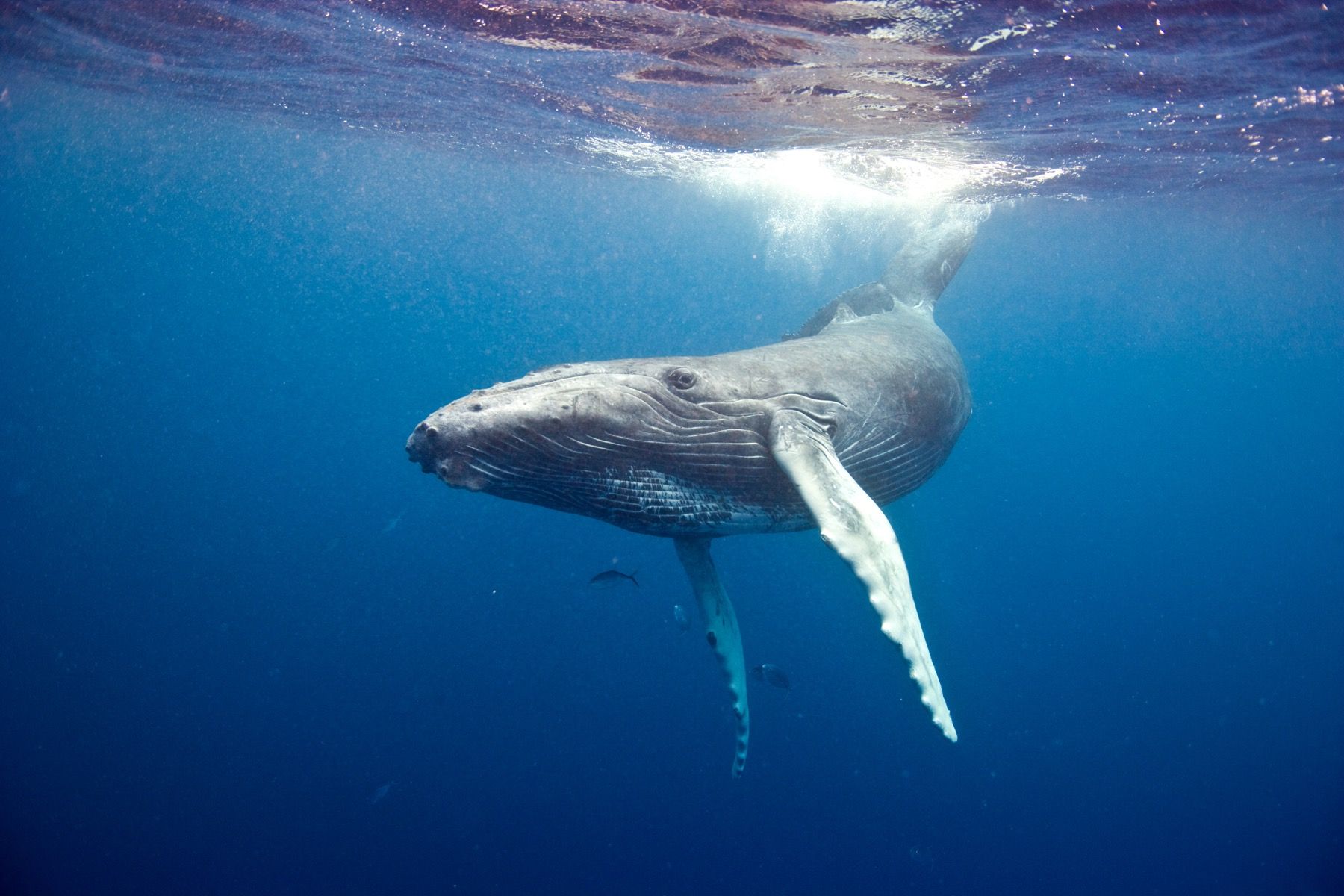 Humpback Whale Wallpapers