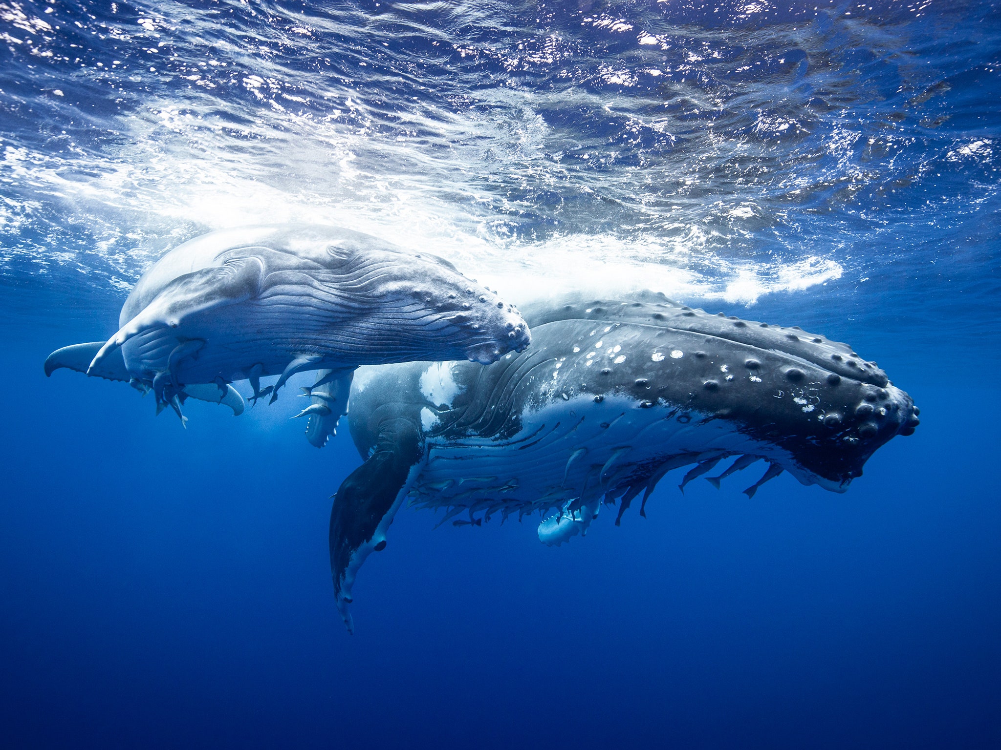 Humpback Whale Wallpapers