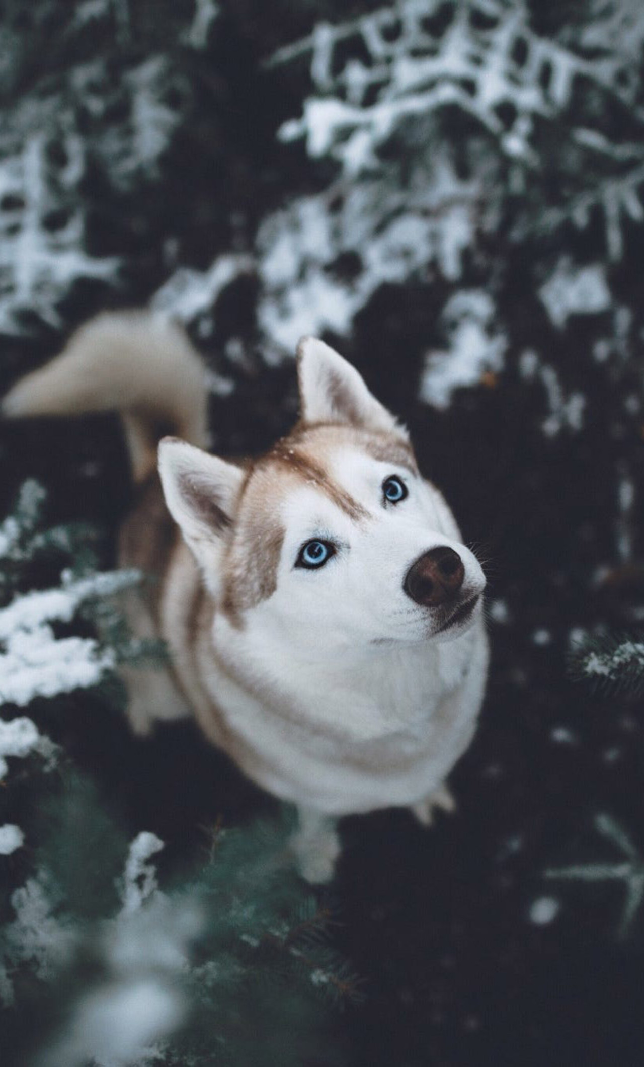 Husky Cartoon Wallpapers