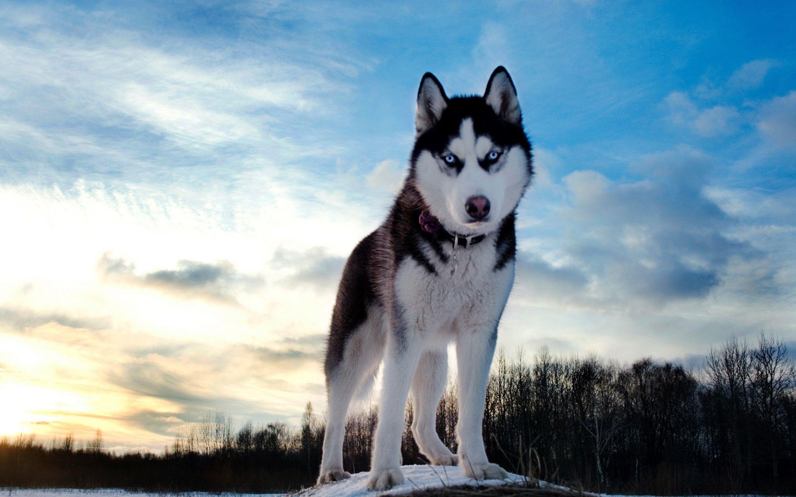 Husky Dogs Wallpapers