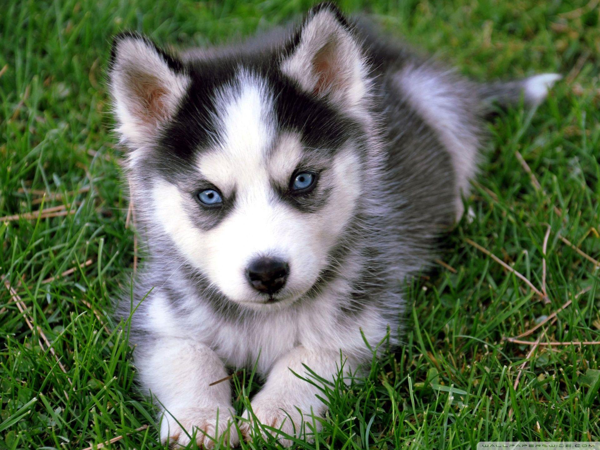 Husky Dogs Wallpapers