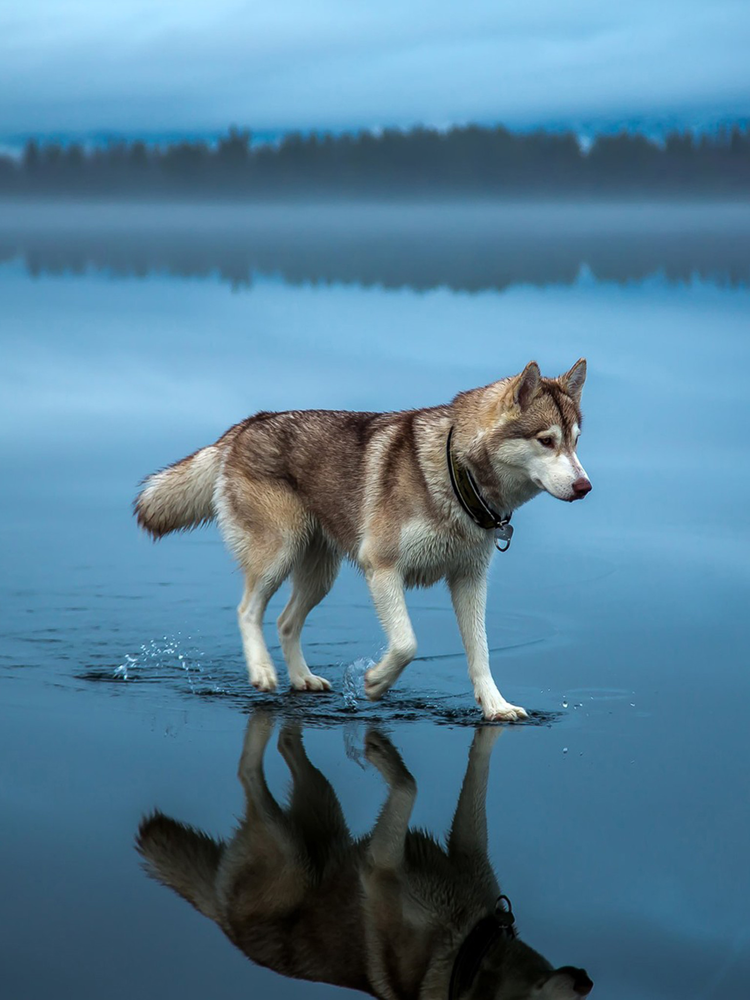 Husky Dogs Wallpapers