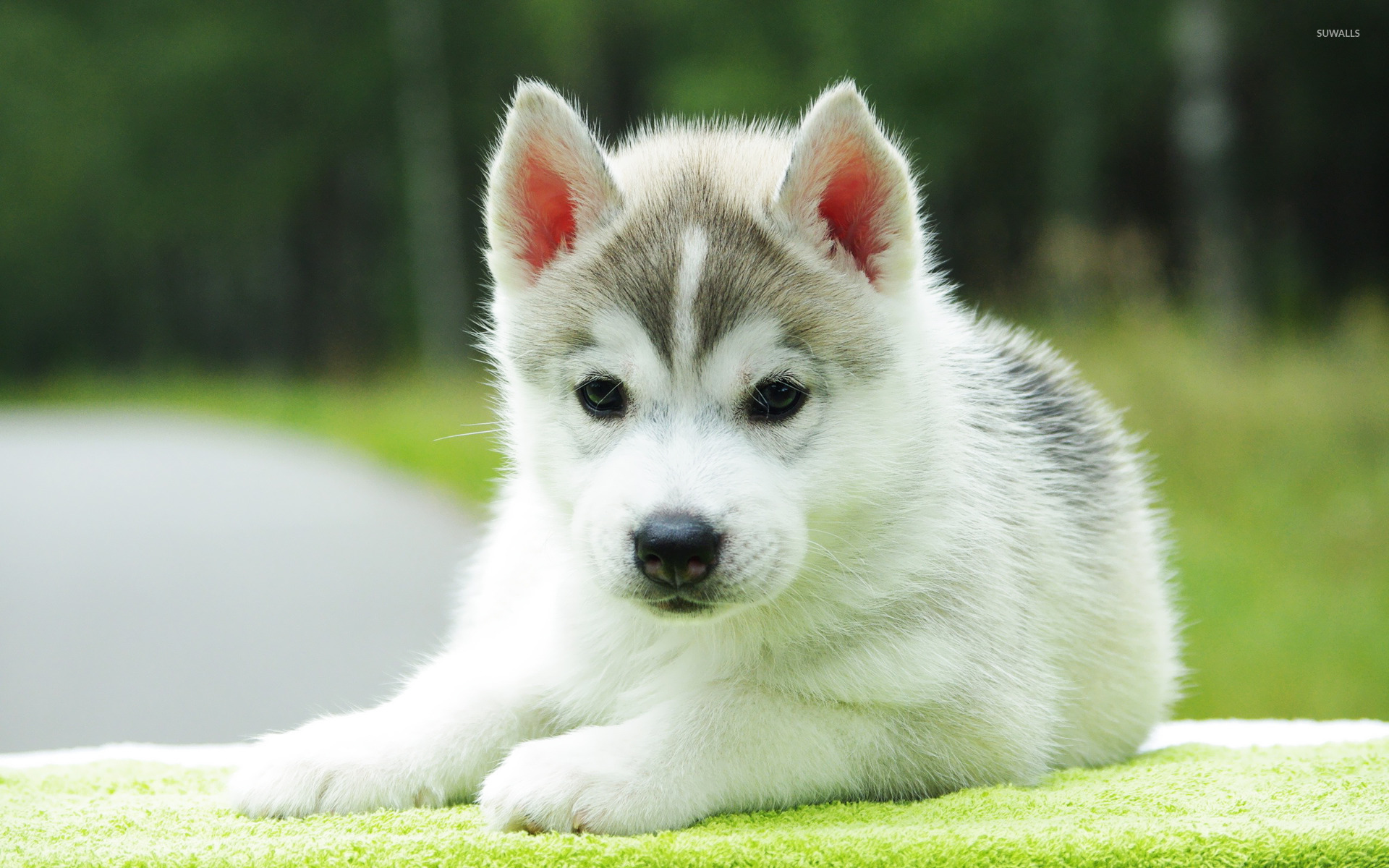 Husky Dogs Wallpapers