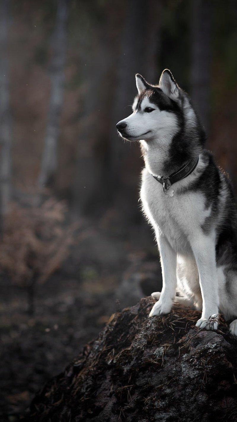 Husky Dogs Wallpapers