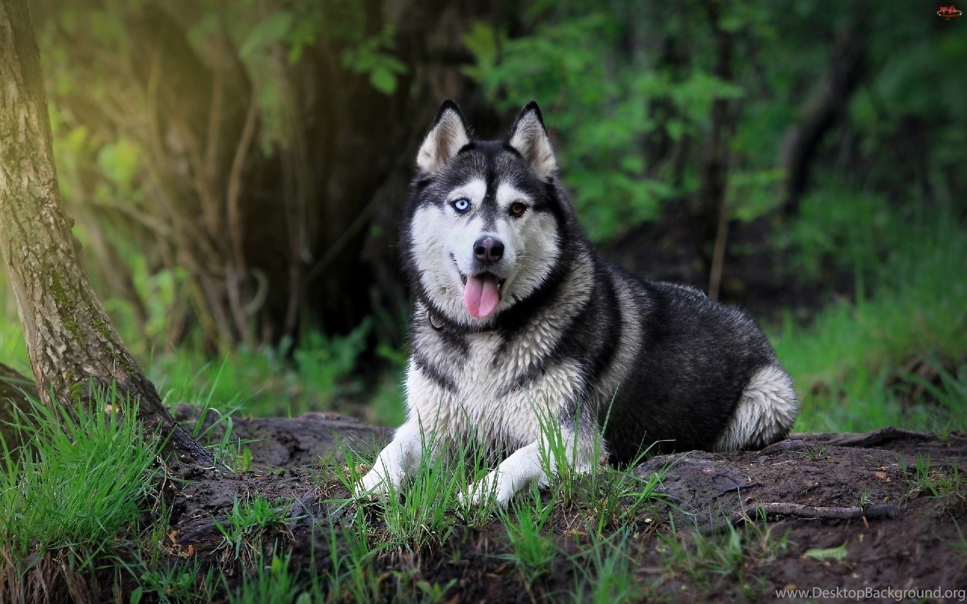 Husky Dogs Wallpapers