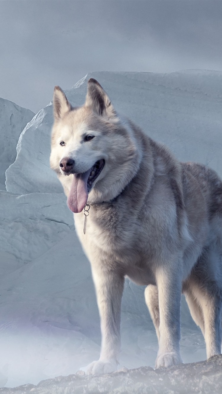 Husky Dogs Wallpapers