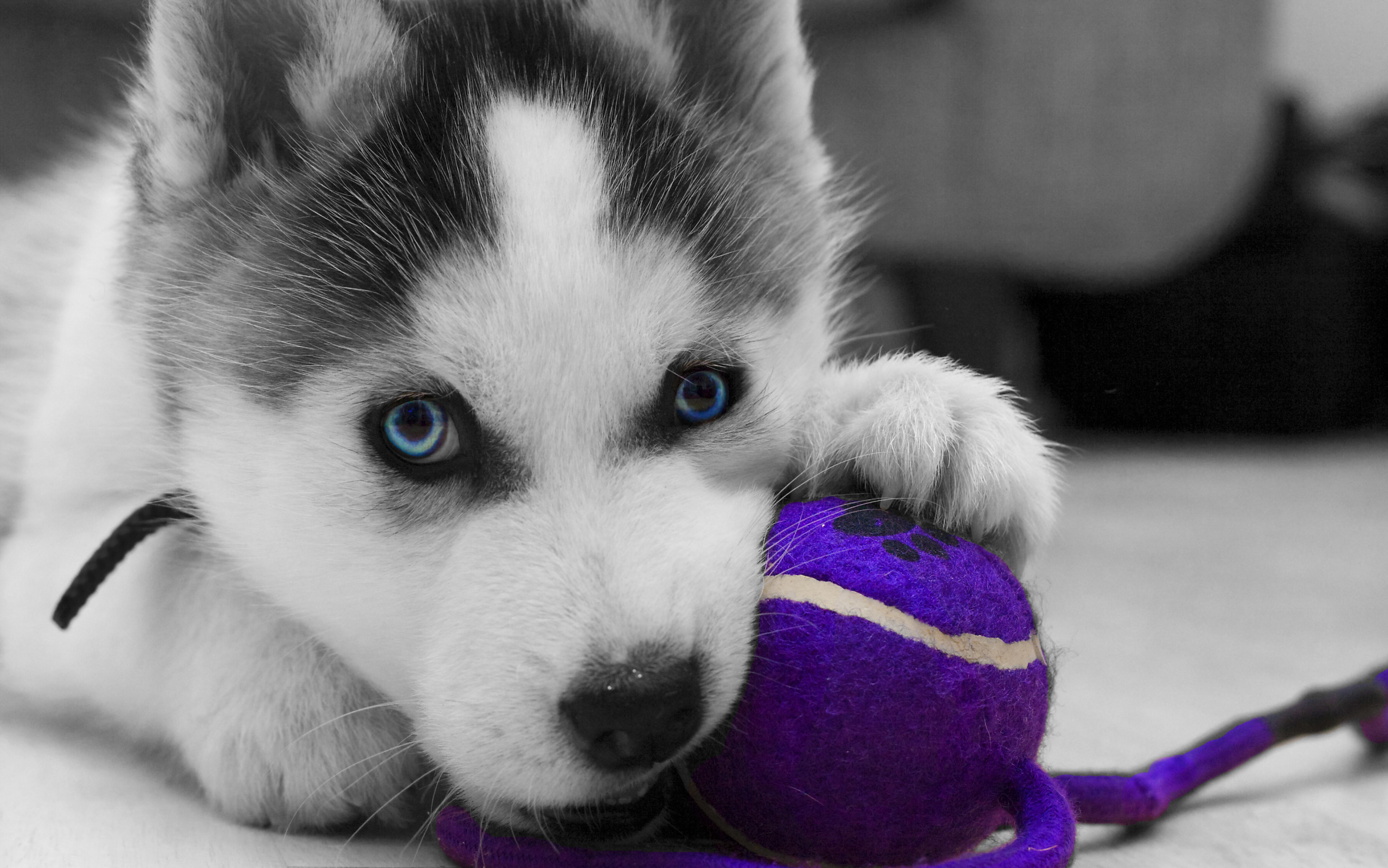 Husky Dogs Wallpapers