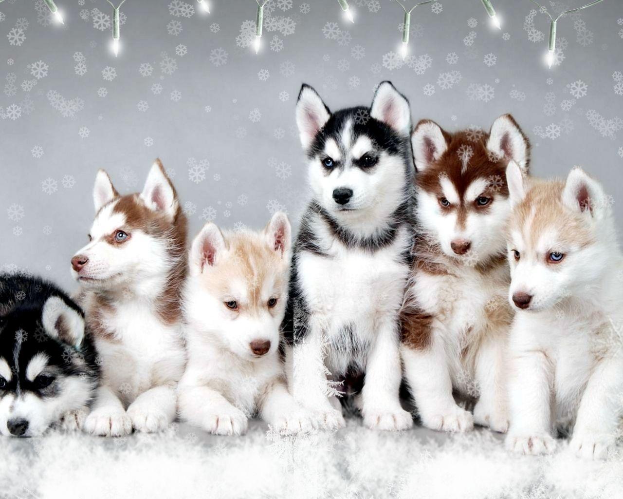 Husky Dogs Wallpapers