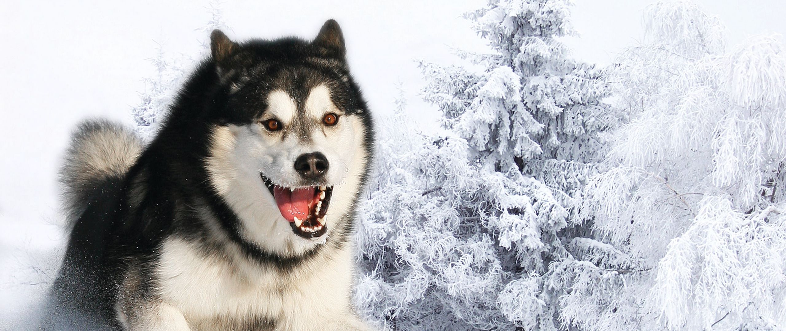 Husky Dogs Wallpapers