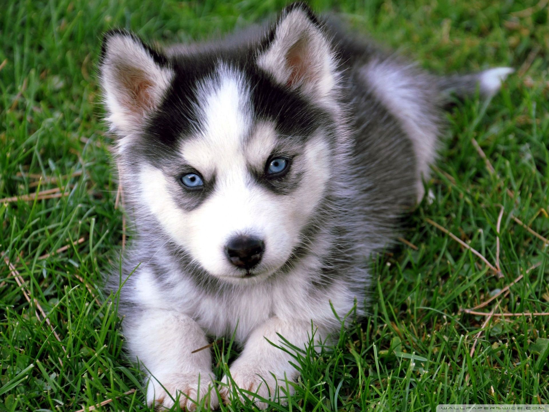 Husky Puppy Wallpapers