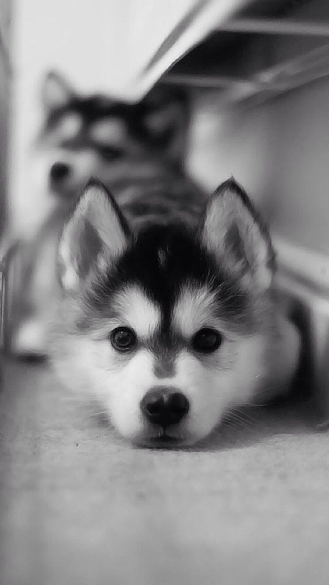 Husky Puppy Wallpapers