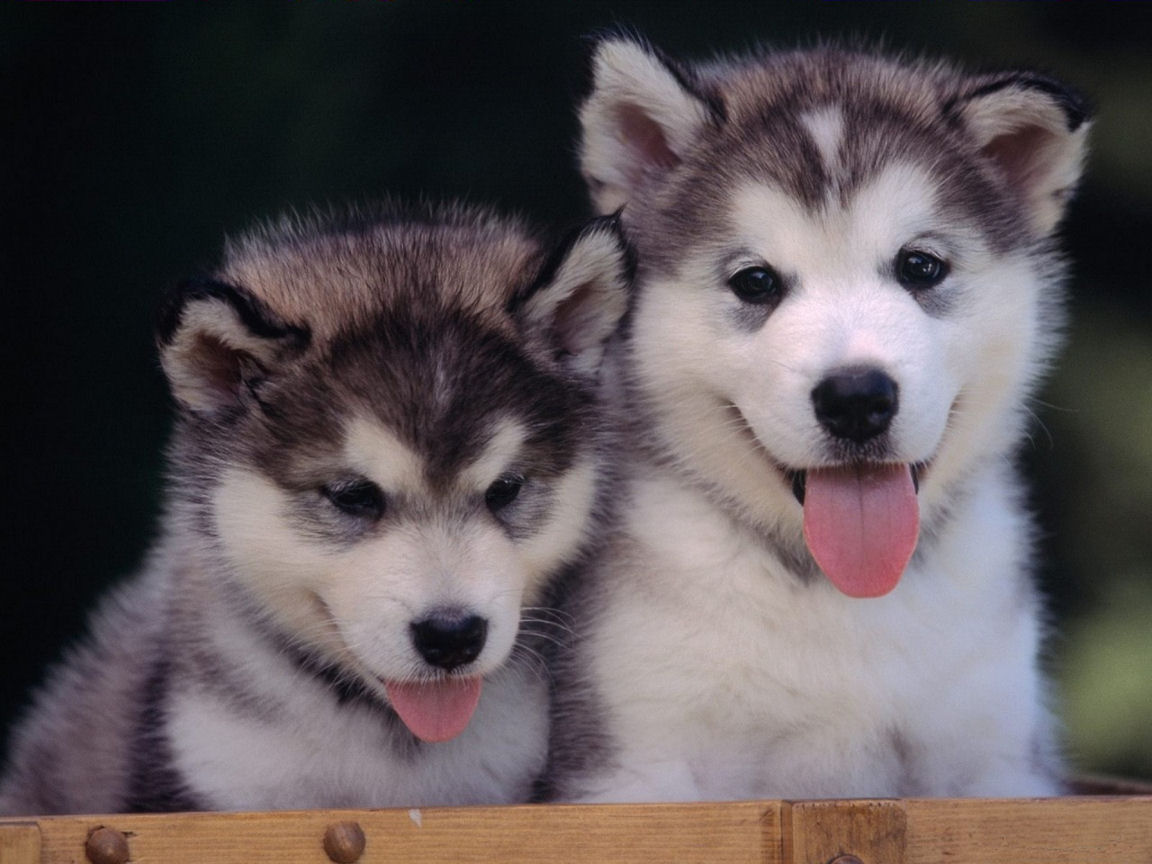 Husky Puppy Wallpapers