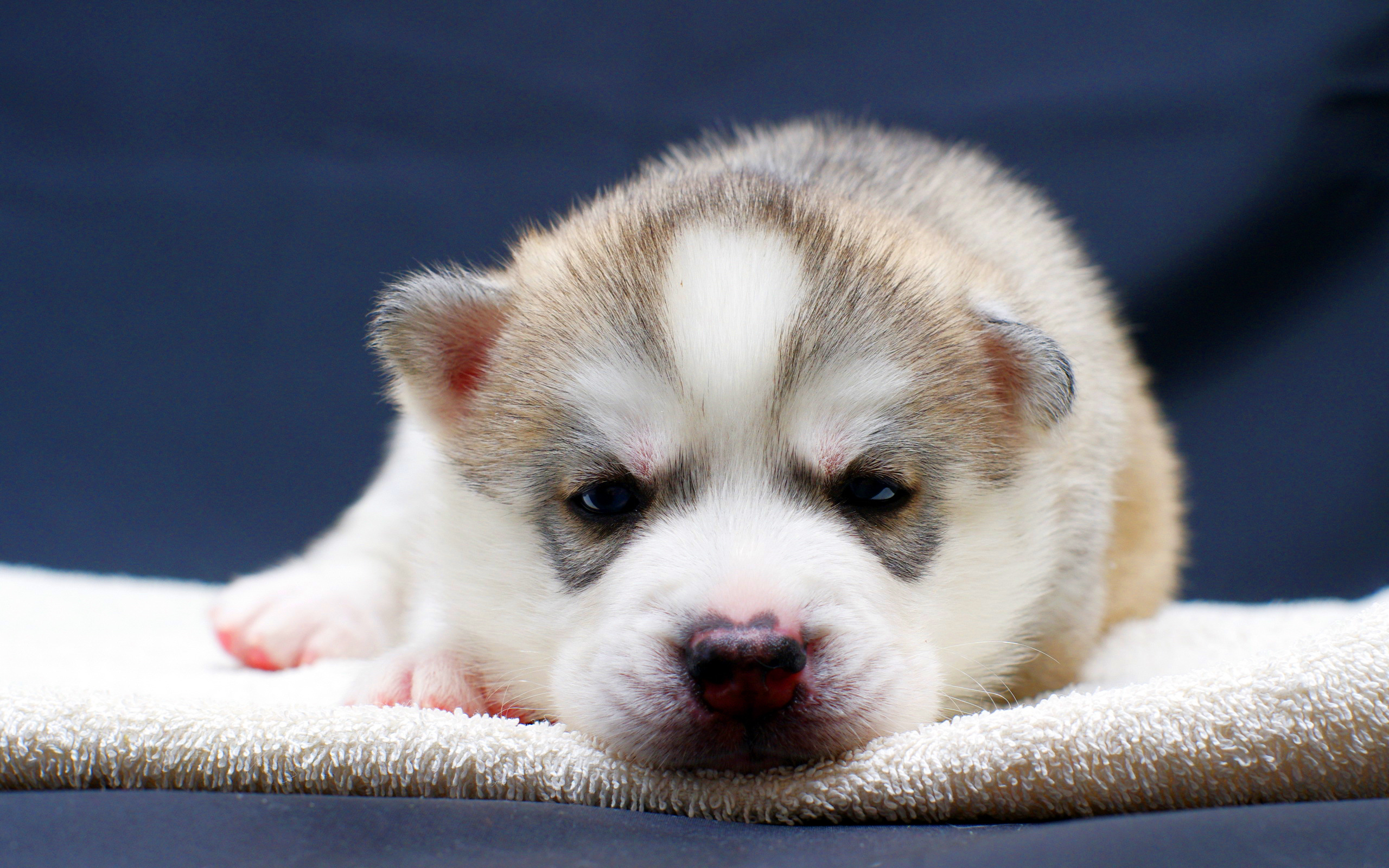 Husky Puppy Wallpapers