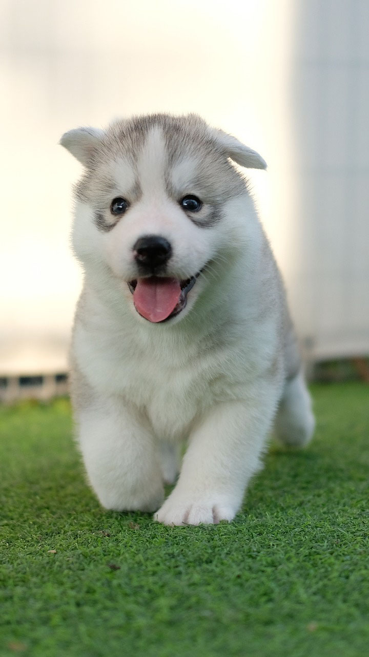 Husky Puppy Wallpapers