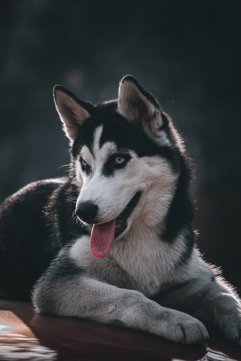 Husky Wallpapers