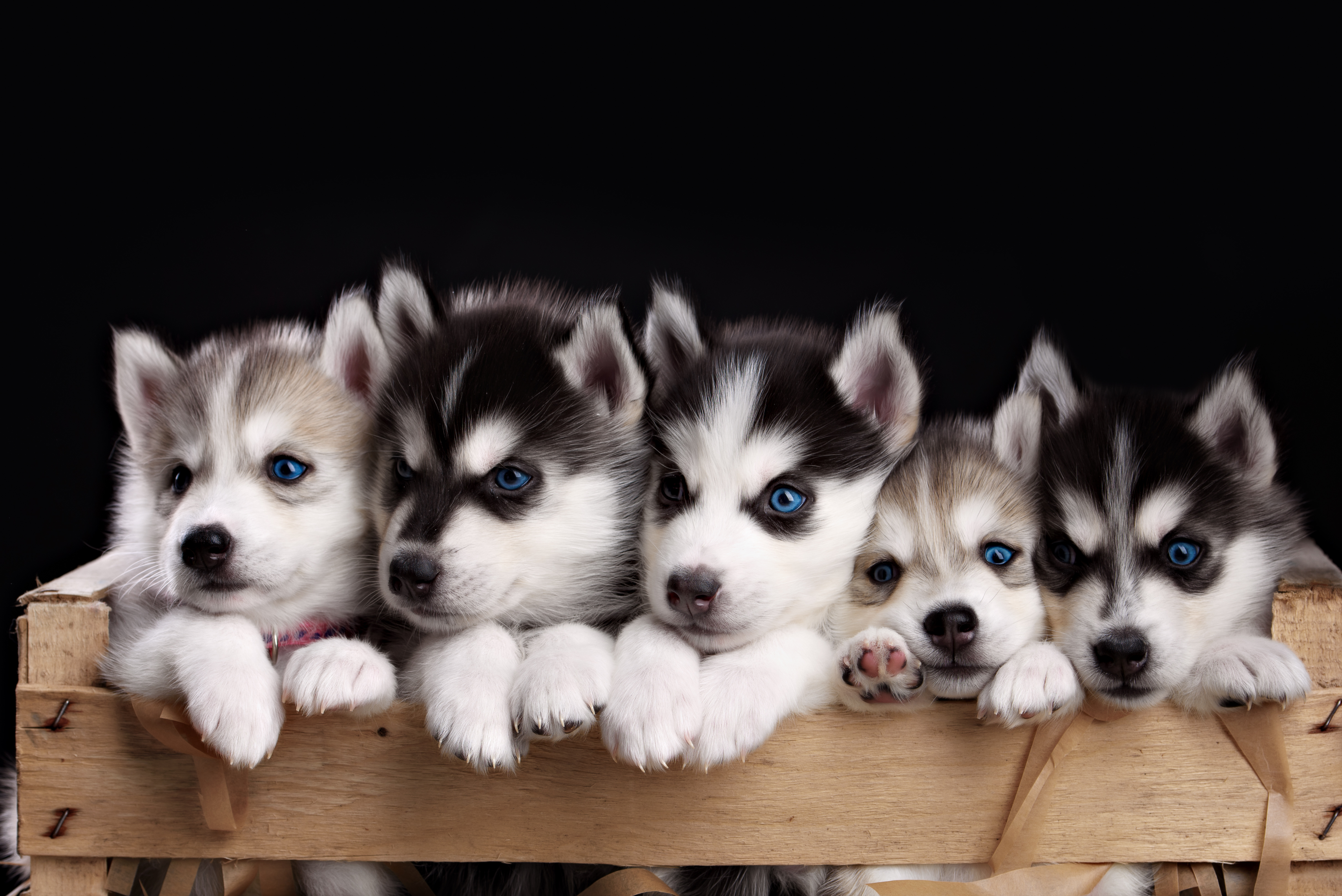 Husky Wallpapers