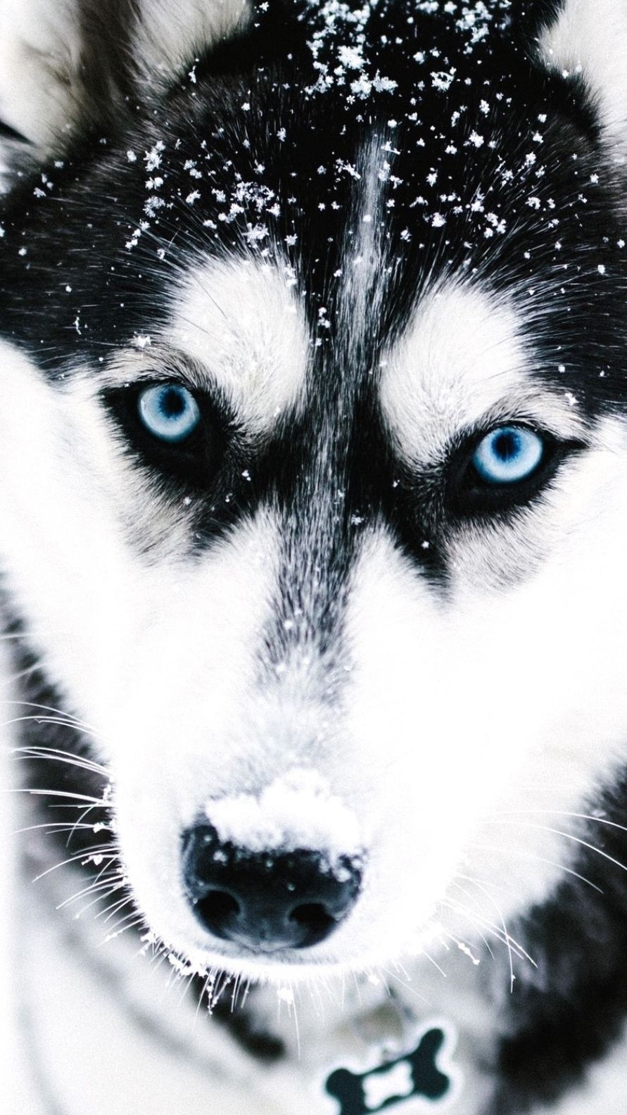 Husky Wallpapers