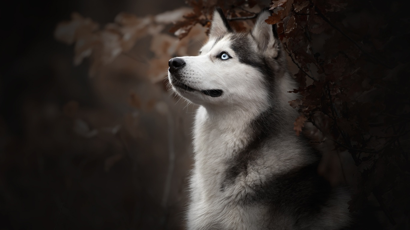 Husky Wallpapers