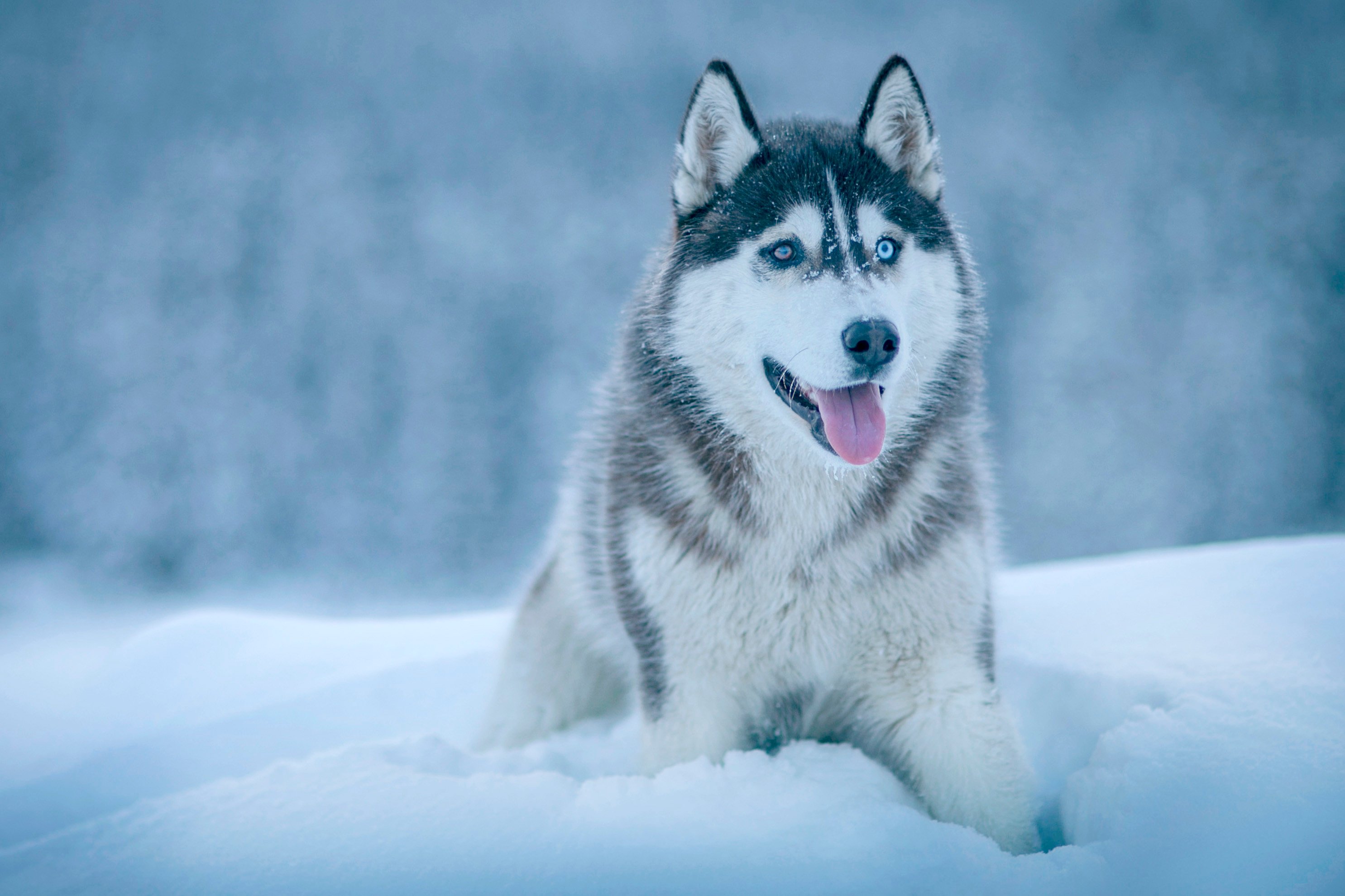 Husky Wallpapers