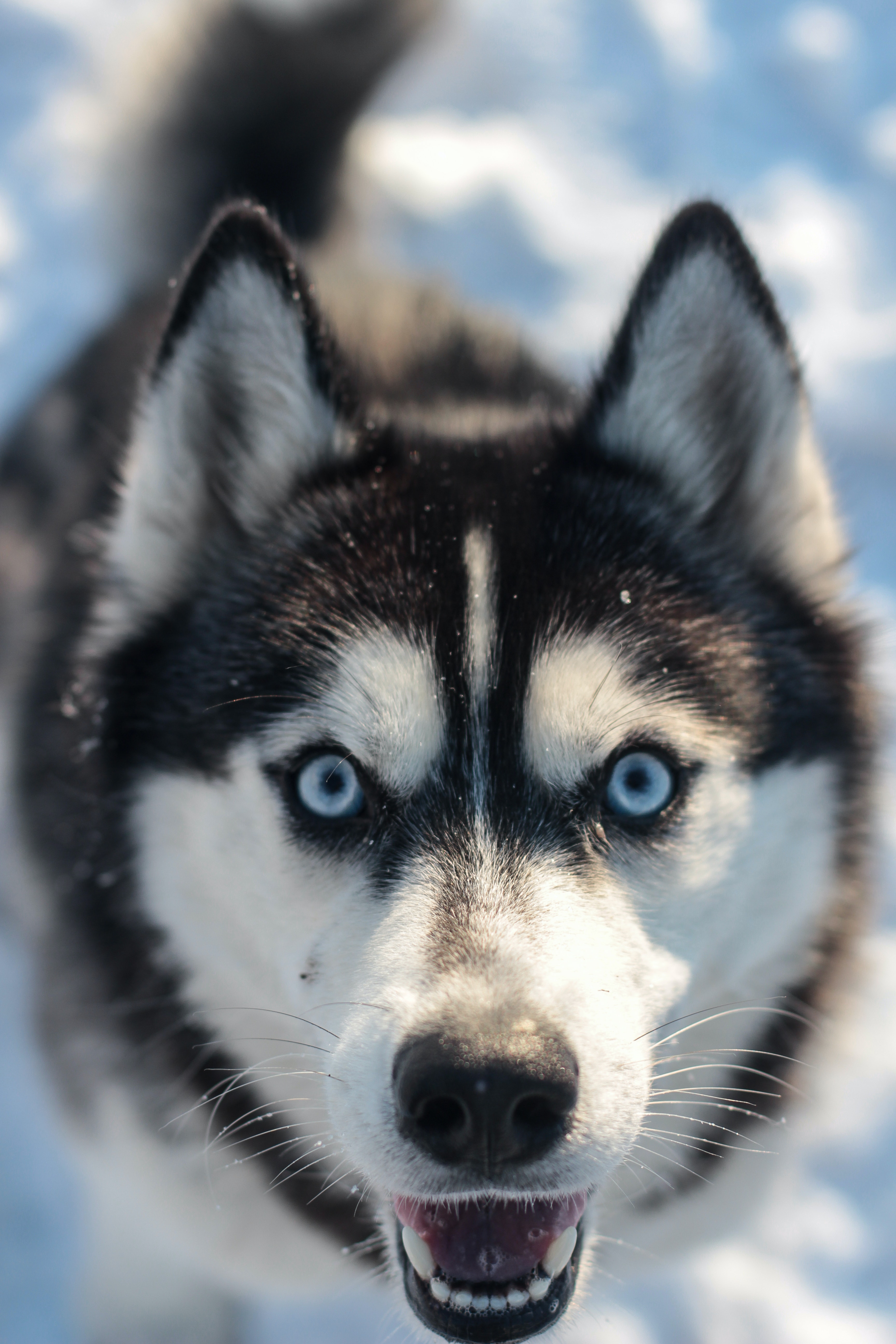 Husky Wallpapers