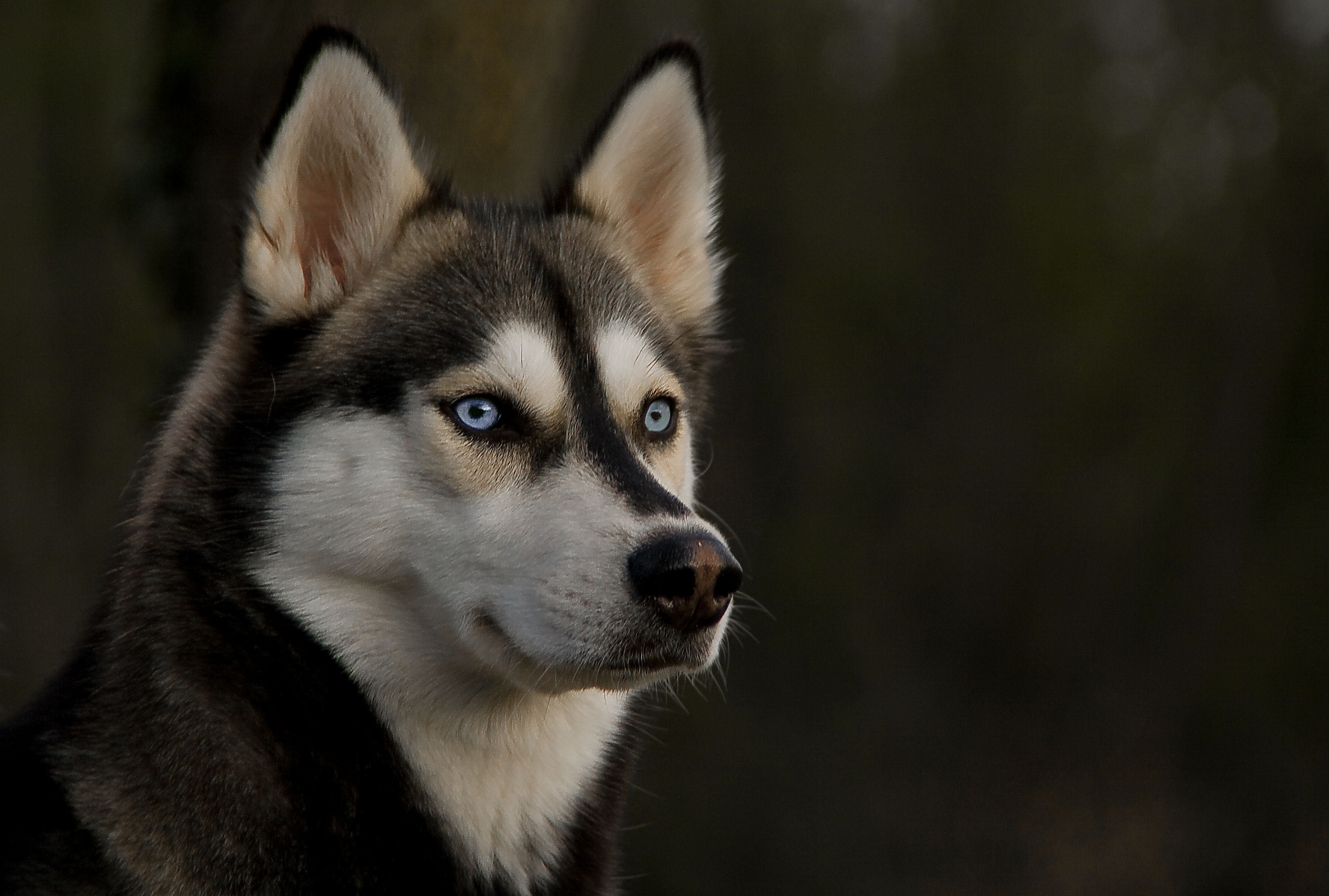 Husky Wallpapers