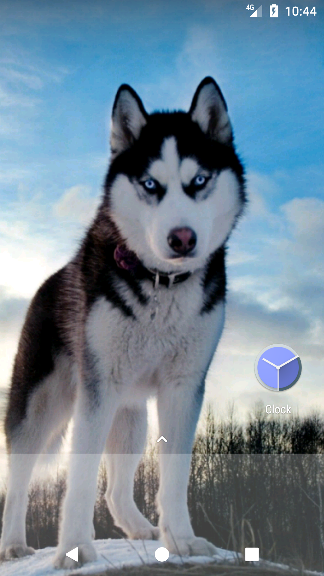 Husky Wallpapers