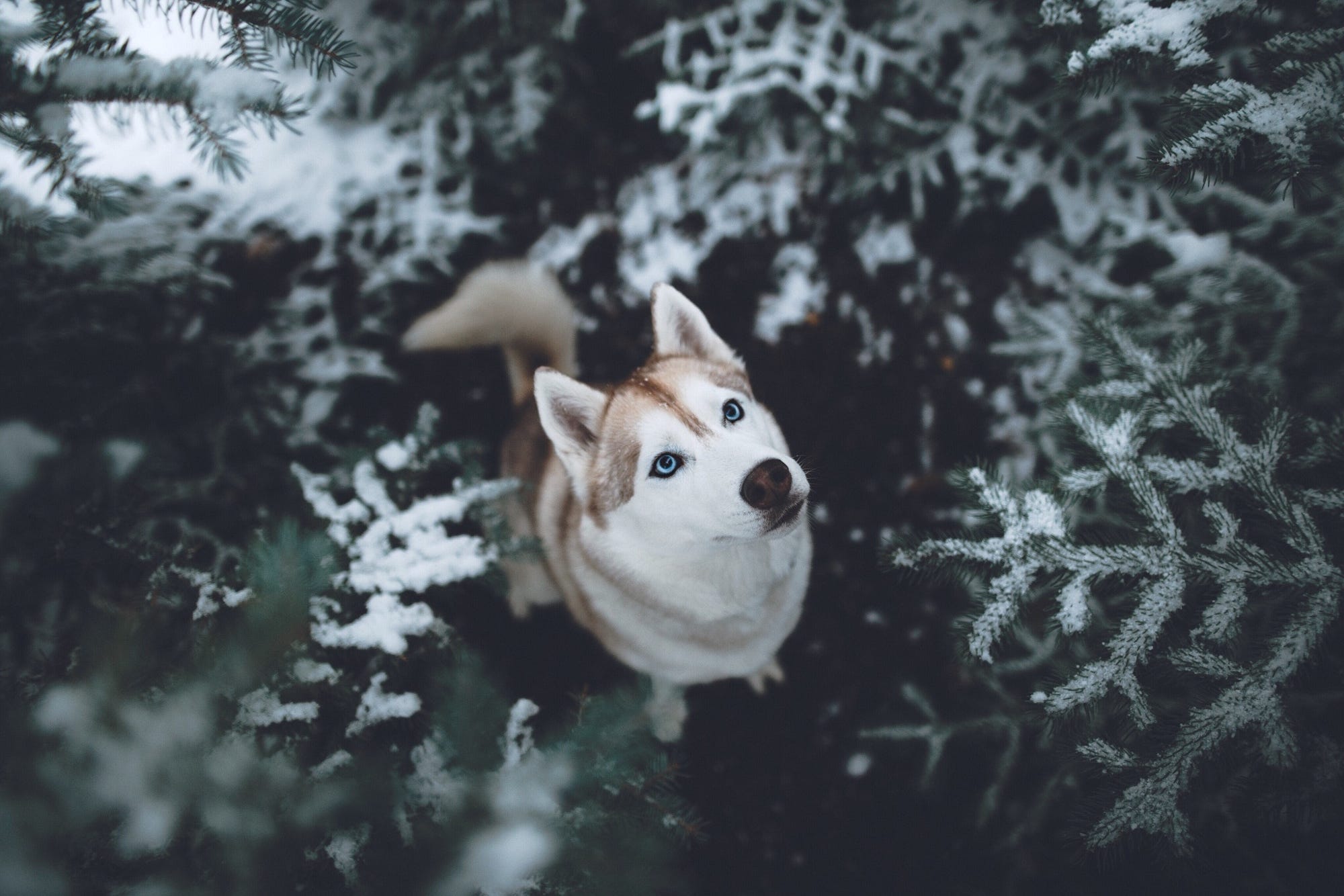 Husky Wallpapers