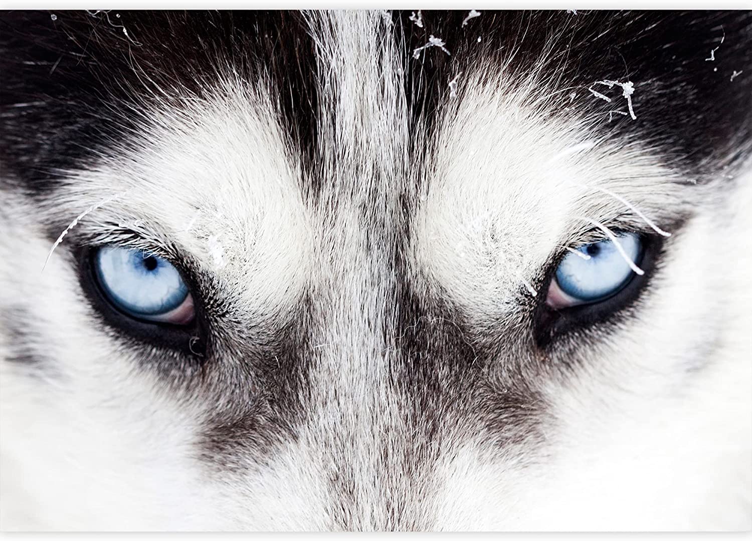 Husky Wallpapers