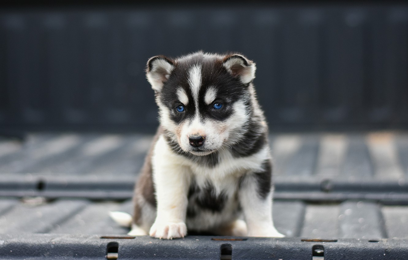 Husky Wallpapers