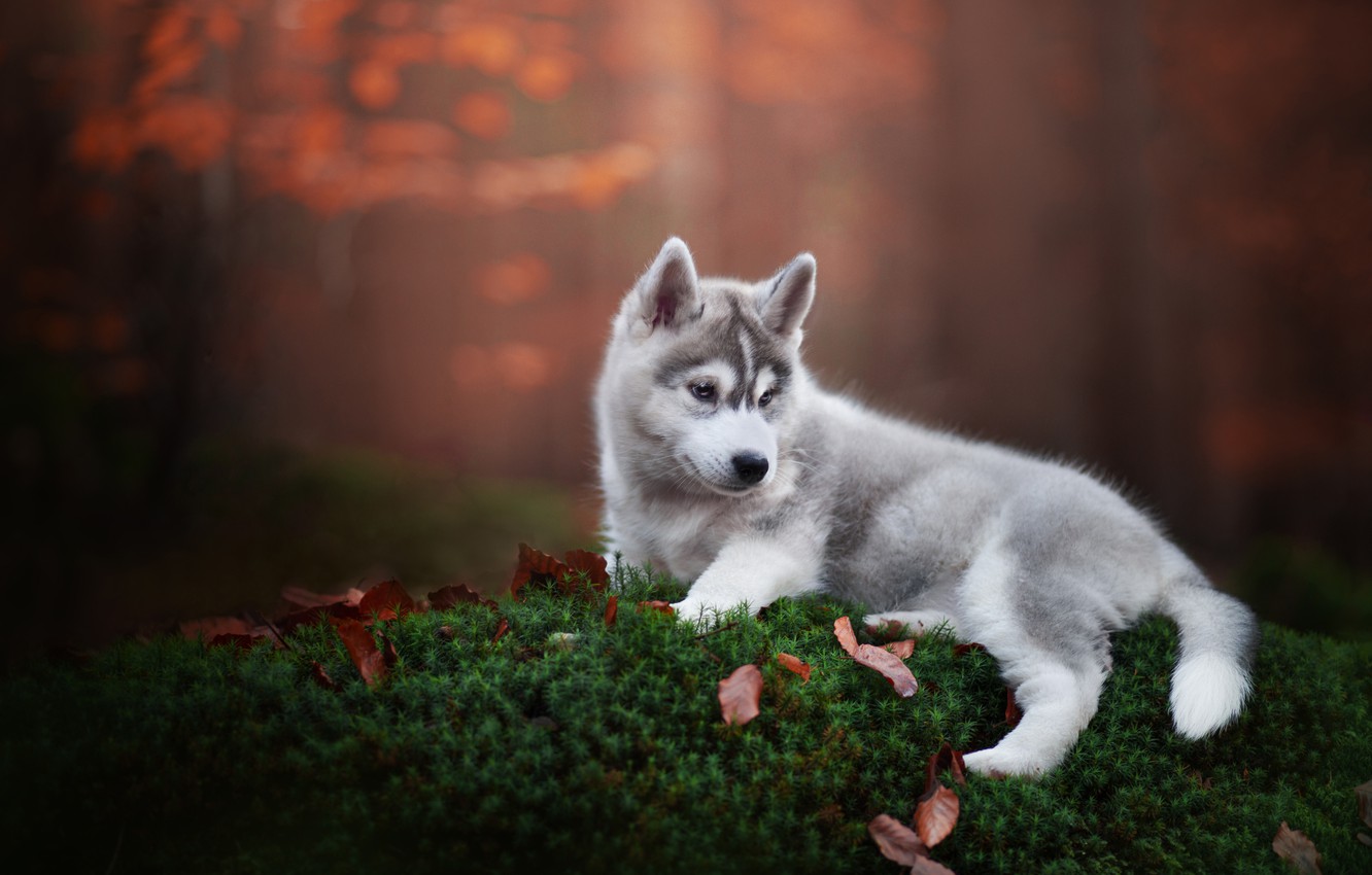 Husky Wallpapers