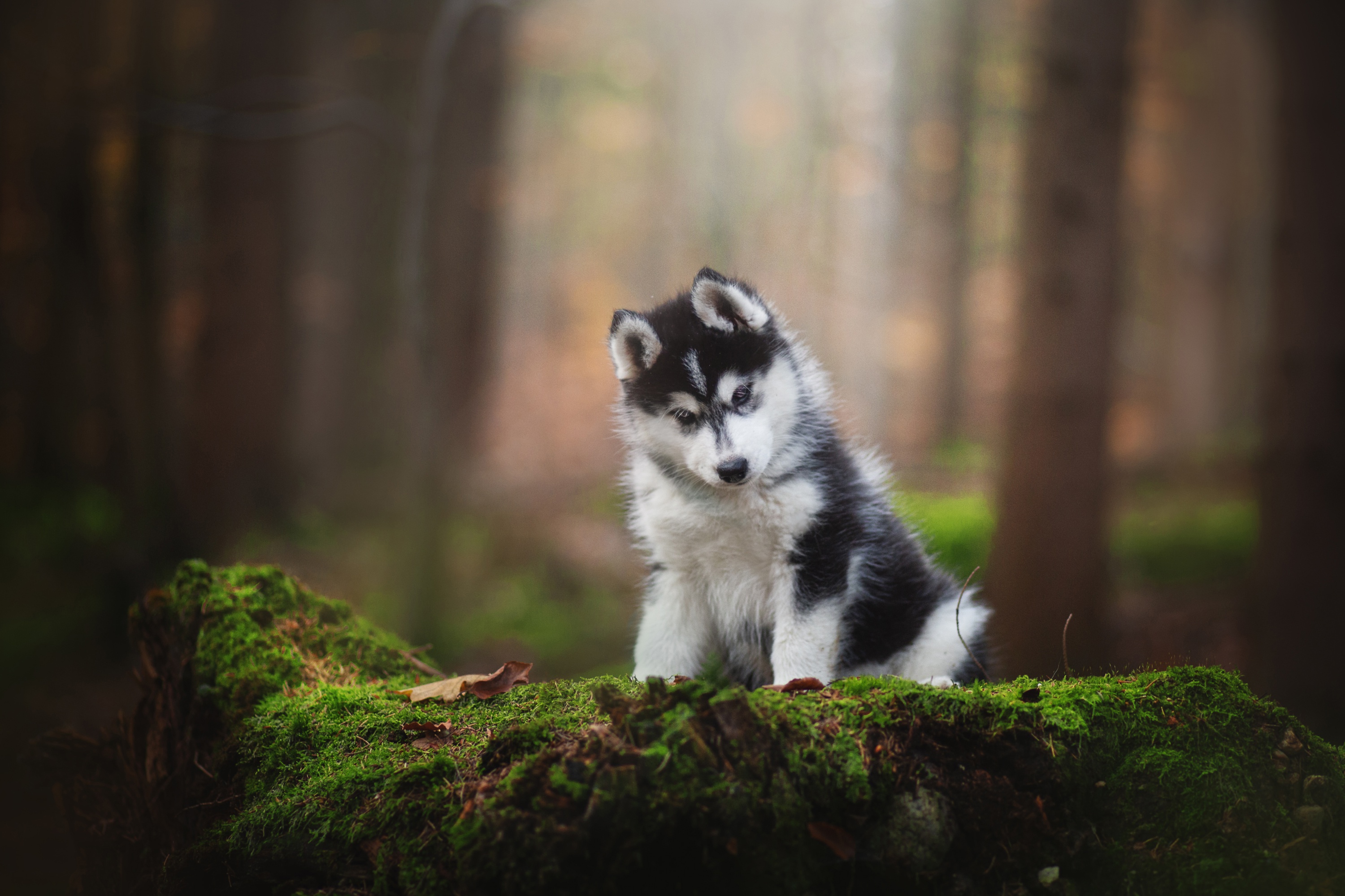 Husky Wallpapers