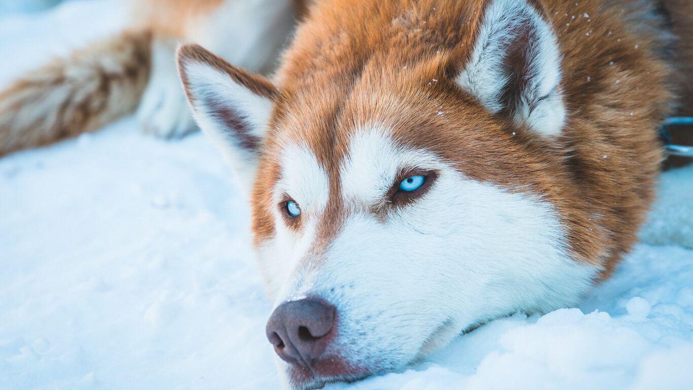 Husky Wallpapers