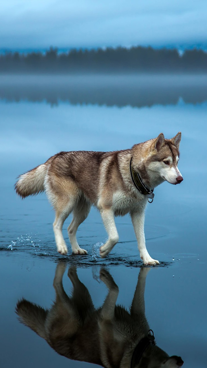 Husky Wallpapers